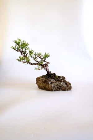 15.黒松 Kuromatsu (Black pine)