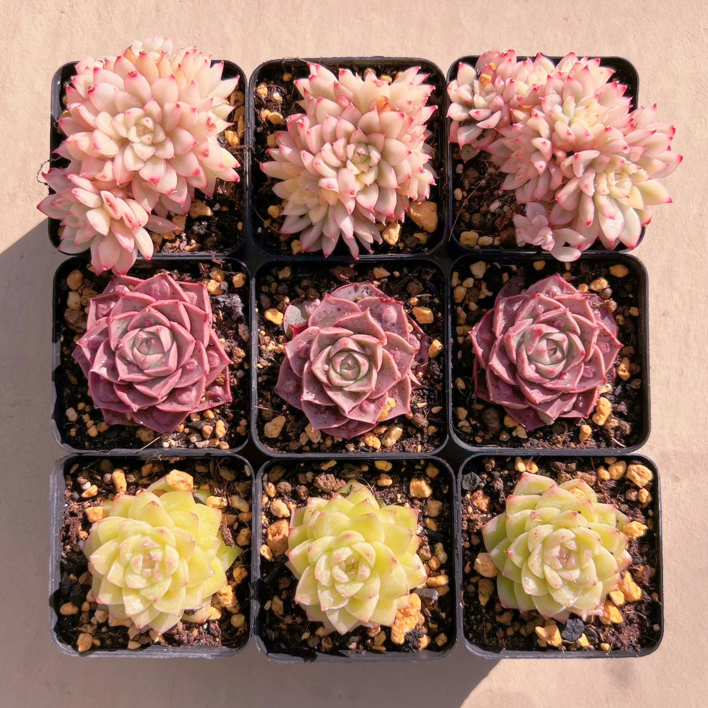 BASE販売会セットZ