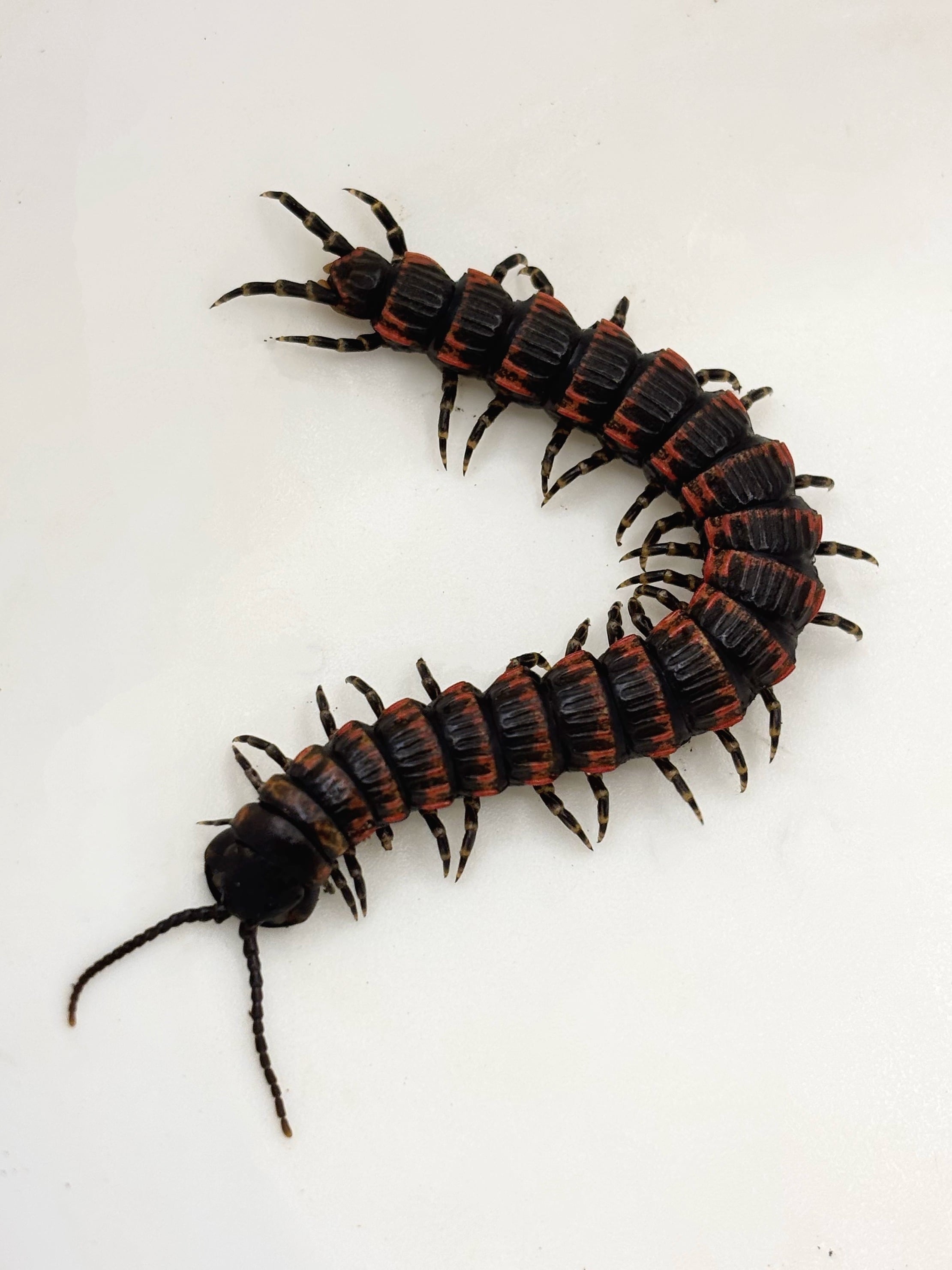 スピノサス ダンゴムシ 5匹 | まるころ商店〜まるくてころころした