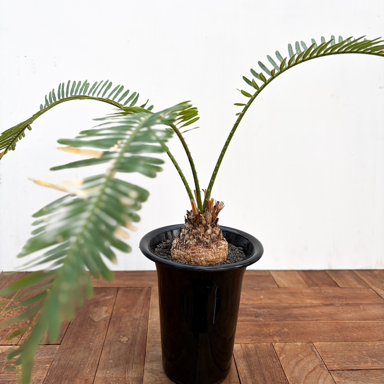 Cycas sp. ‘Thai Silver’【サイカス・タイシルバー】