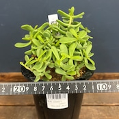 ケラリア ピグマエア 現地株【189】