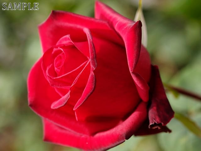 薔薇　熱情 (2)  TIFF