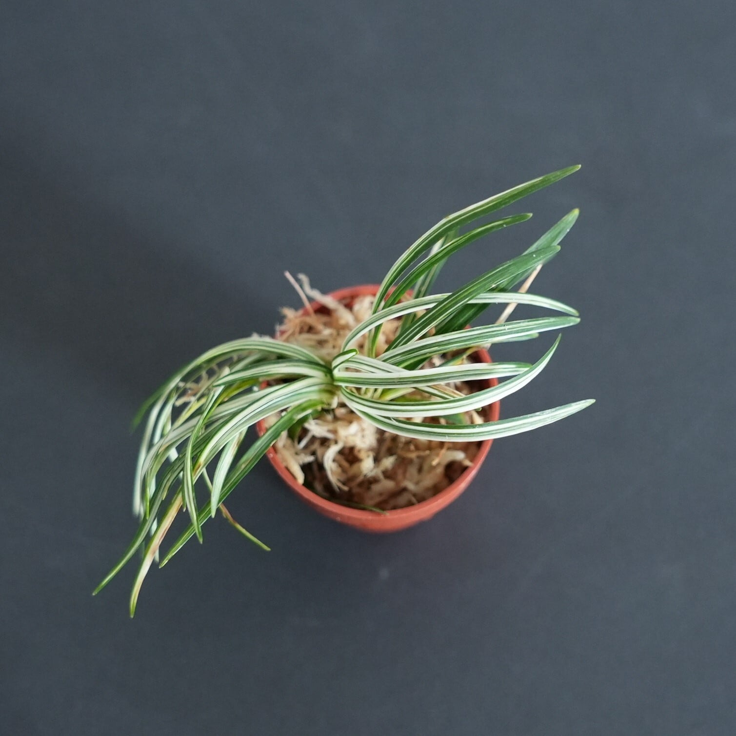 斑入りタマリュウ Ophiopogon japonicus 苔テラリウム作製用素材 | 苔