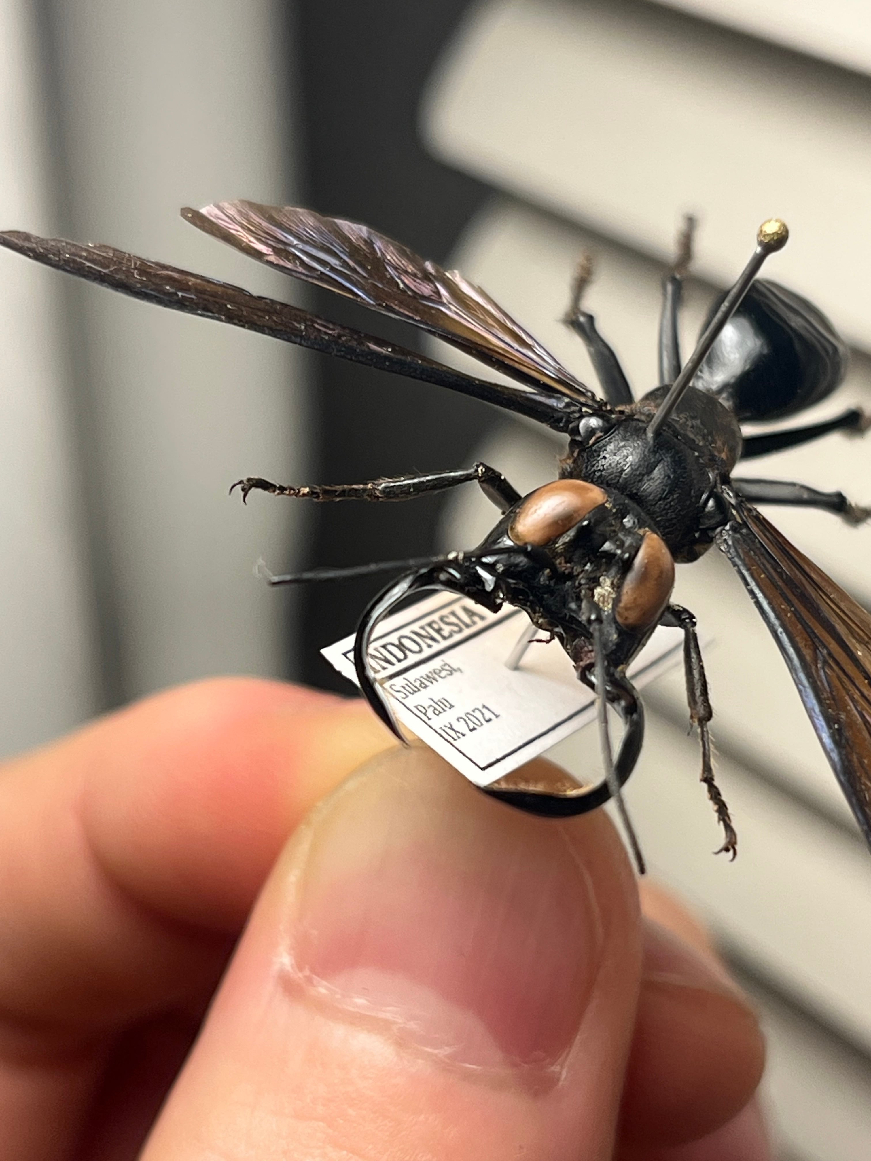 45mm】メガララガルーダ ハチ蜂スズメバチタランチュラホーク