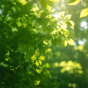 5月限定｜翠緑 — VERDANT
