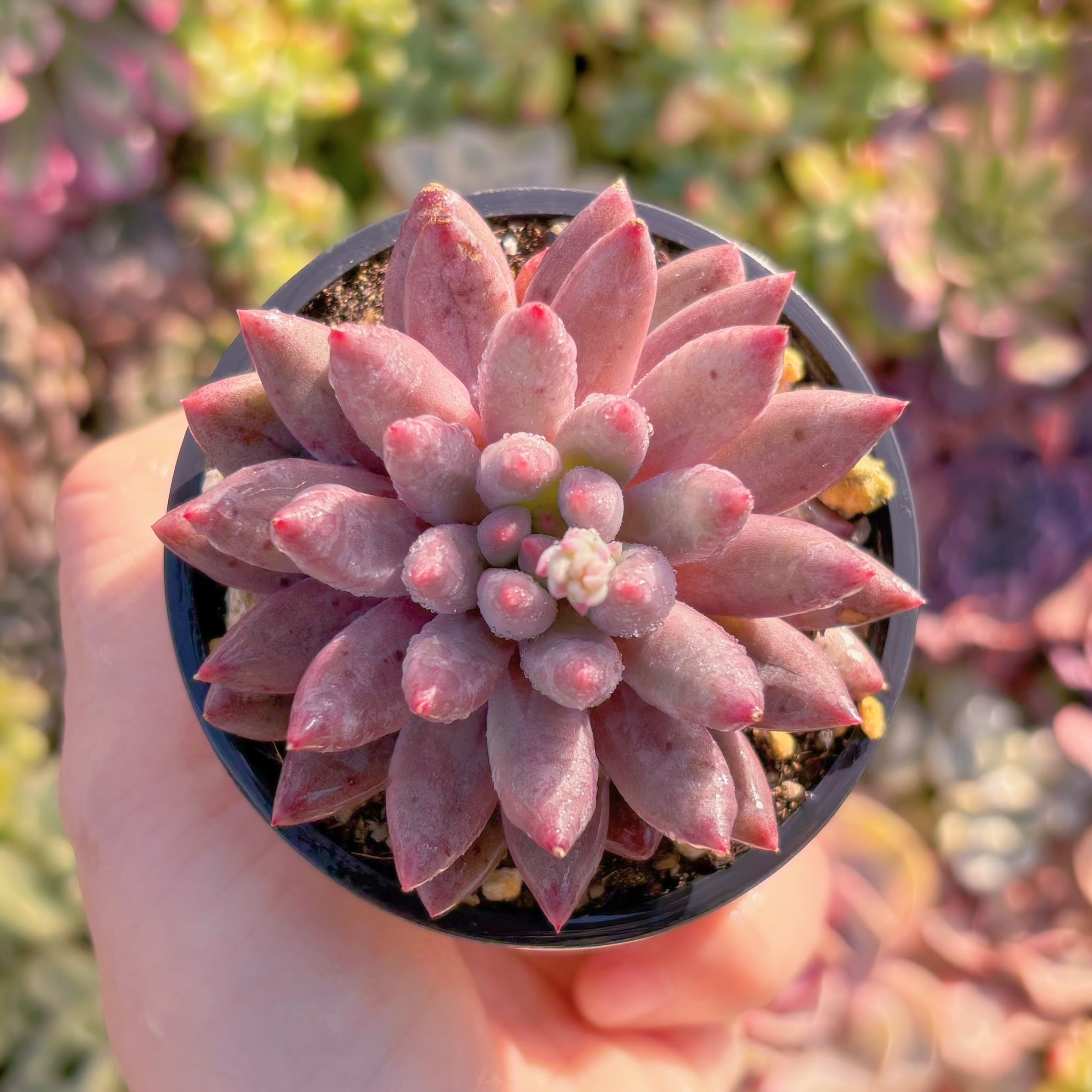 現品　金魚姫#M031　るる農園