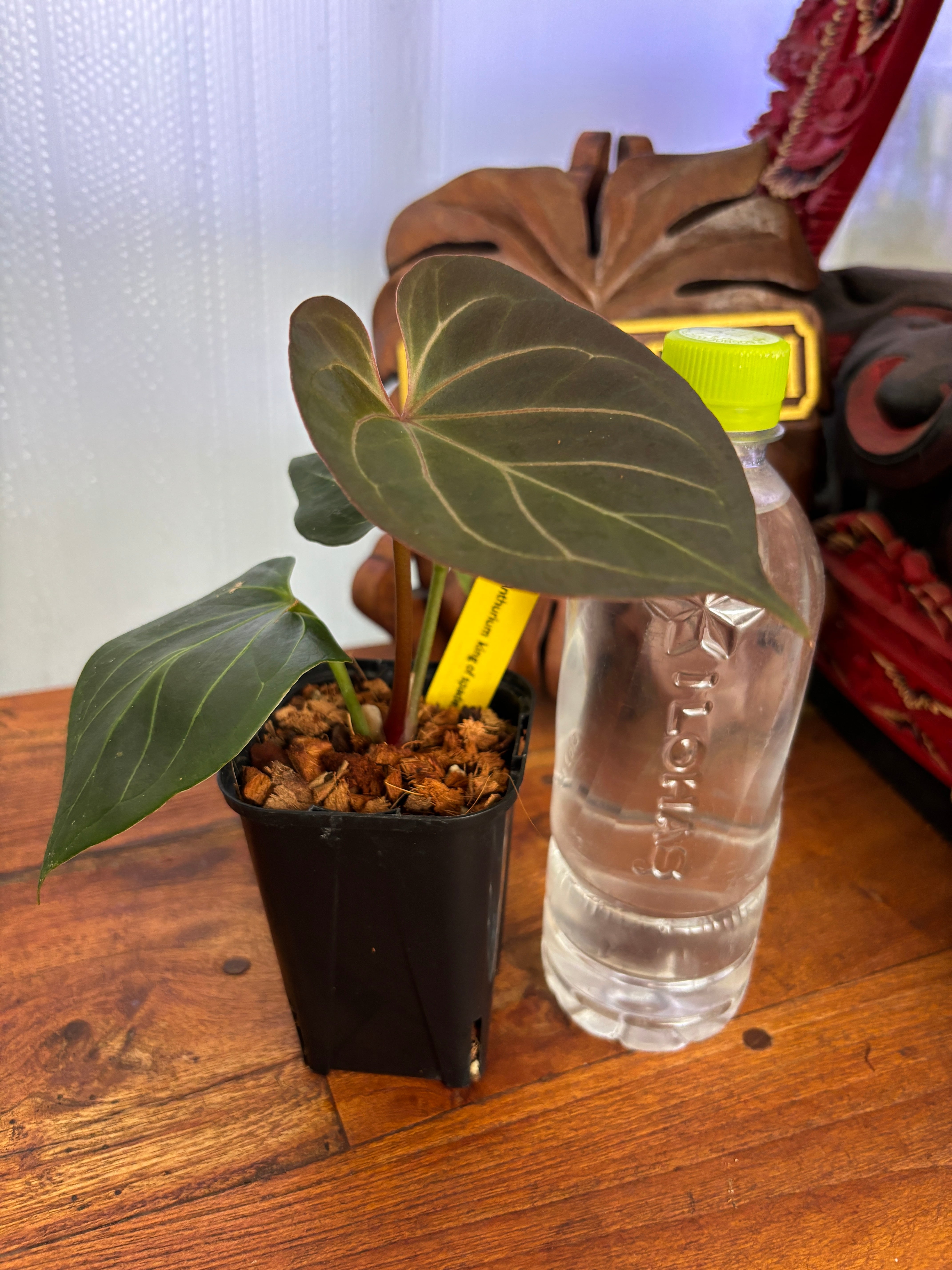 Anthurium | BALI-AN 園芸