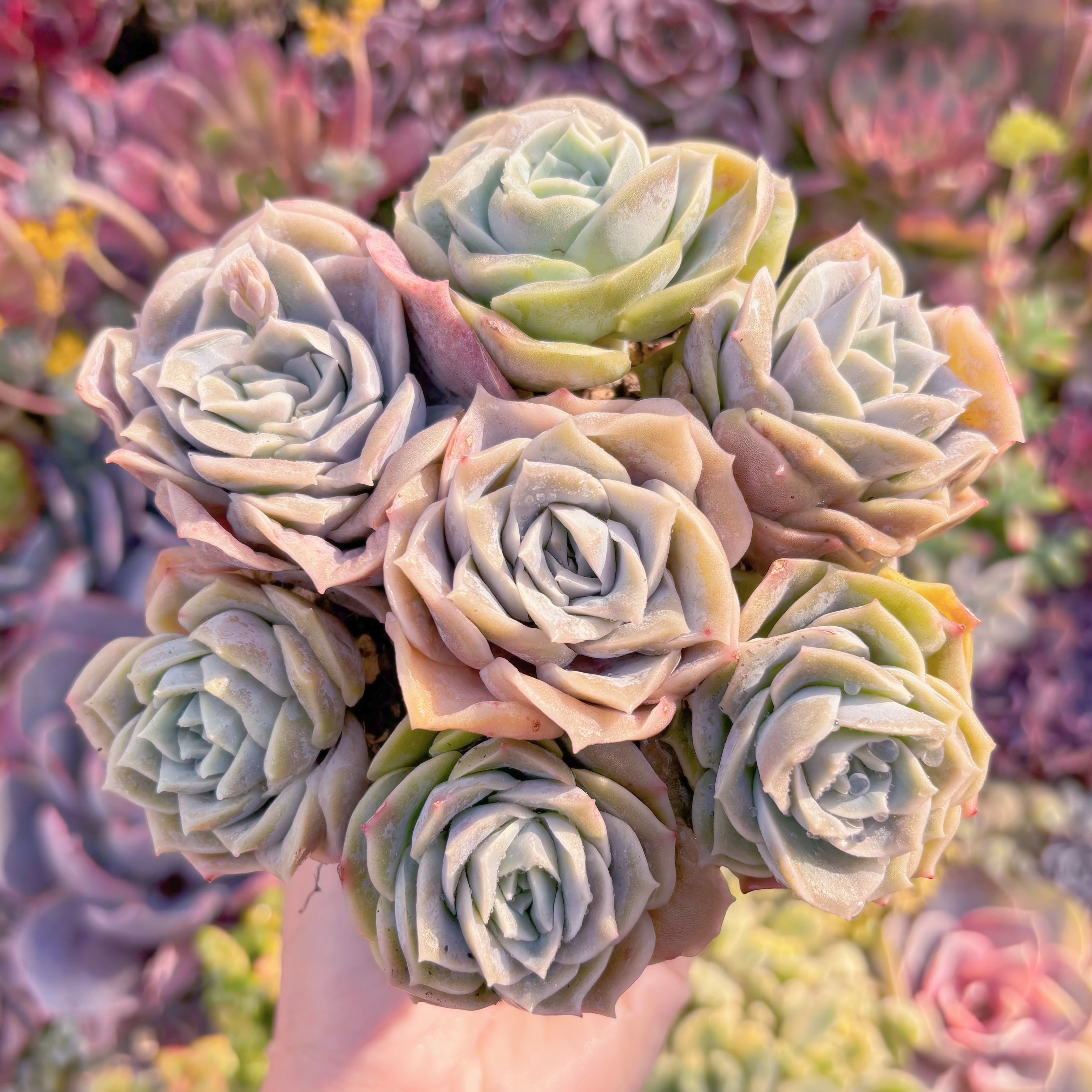 現品　ラブリーローズ#M060　るる農園