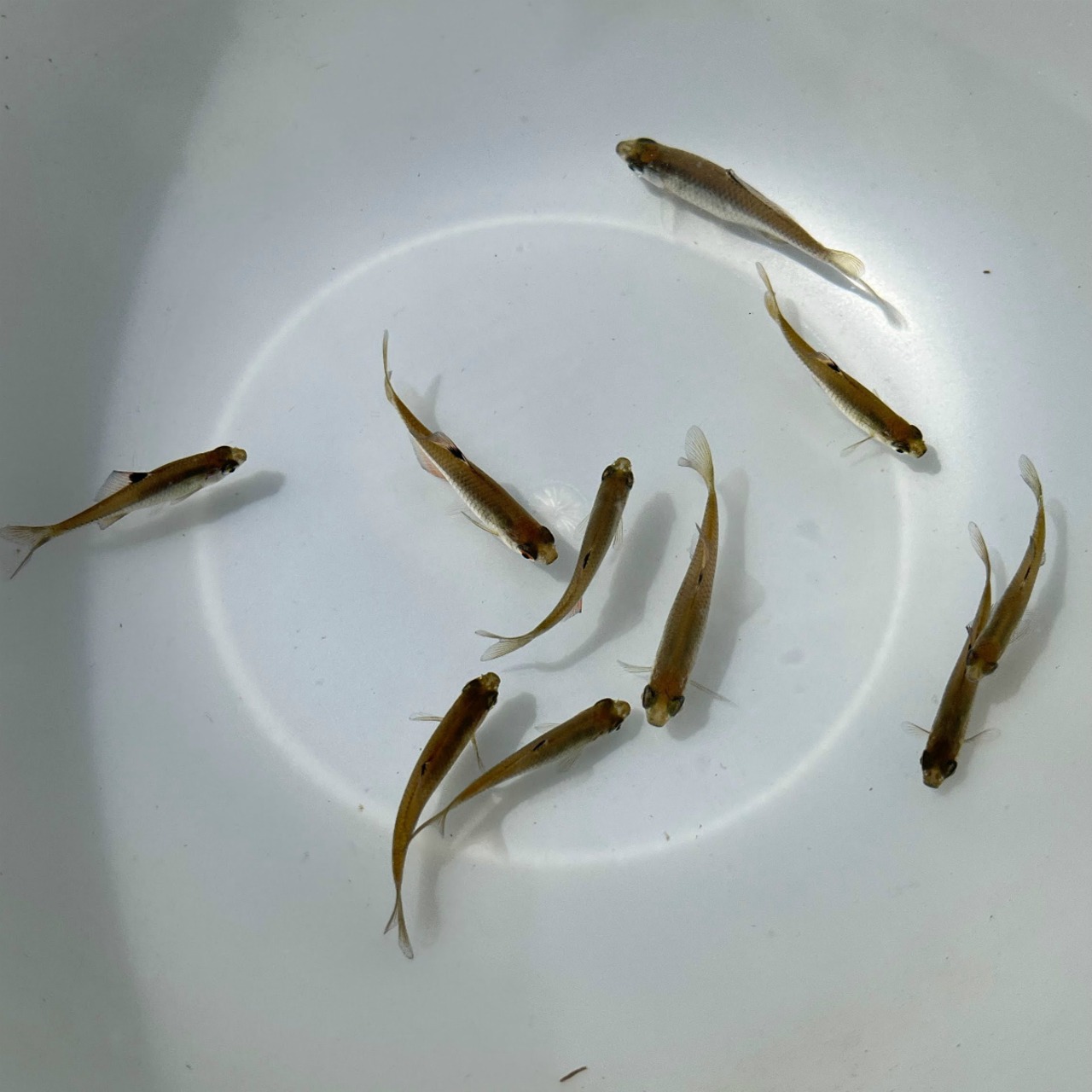 （淡水魚）タイリクバラタナゴ　（2～4ｃｍ±）（10匹）【生体】