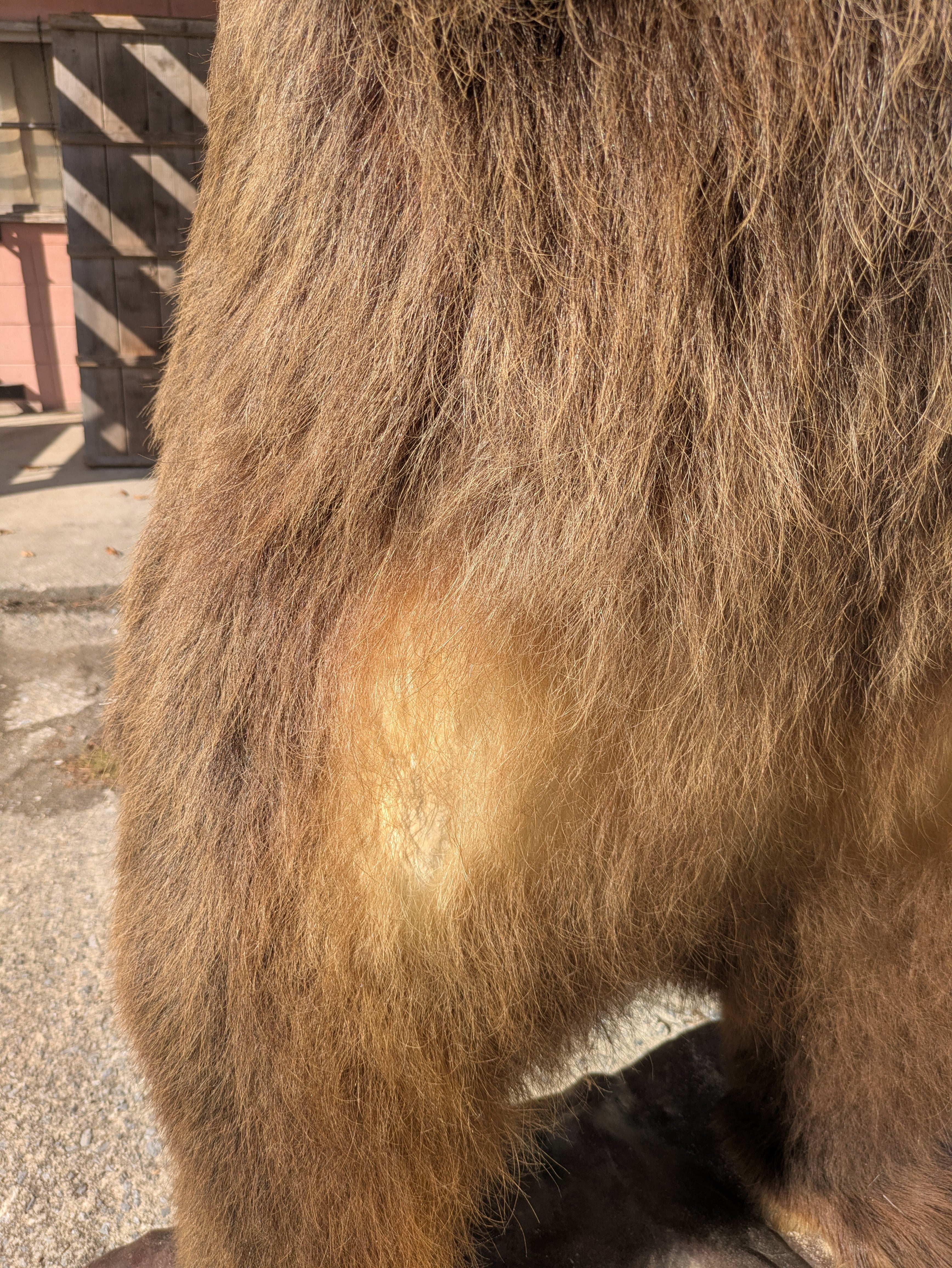 ヒグマ 剥製 | 若松毛皮