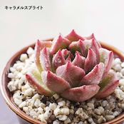 【10月4日イベント凱旋ガチャ】 10〜12種セット