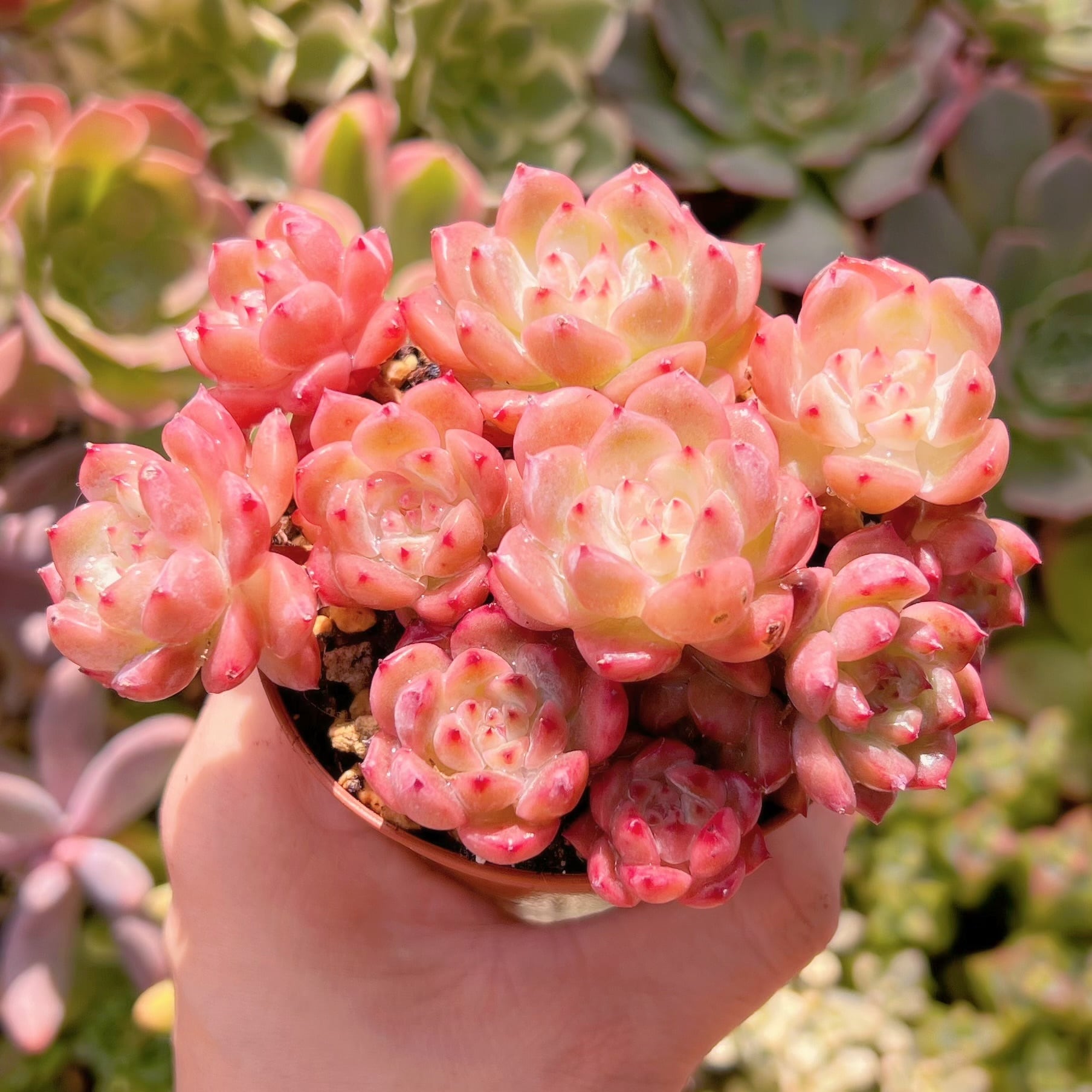 多肉植物　レッドベルベットxラウイ　新入荷　るる農園