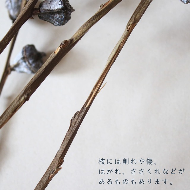 ユーカリ グロボラス 実付 葉付き 葉なし ドライフラワー ナチュラル グリーン インテリア 素材 材料 国産 ボタニカル おしゃれ 富良野 花七曜 ドライフラワーショップ