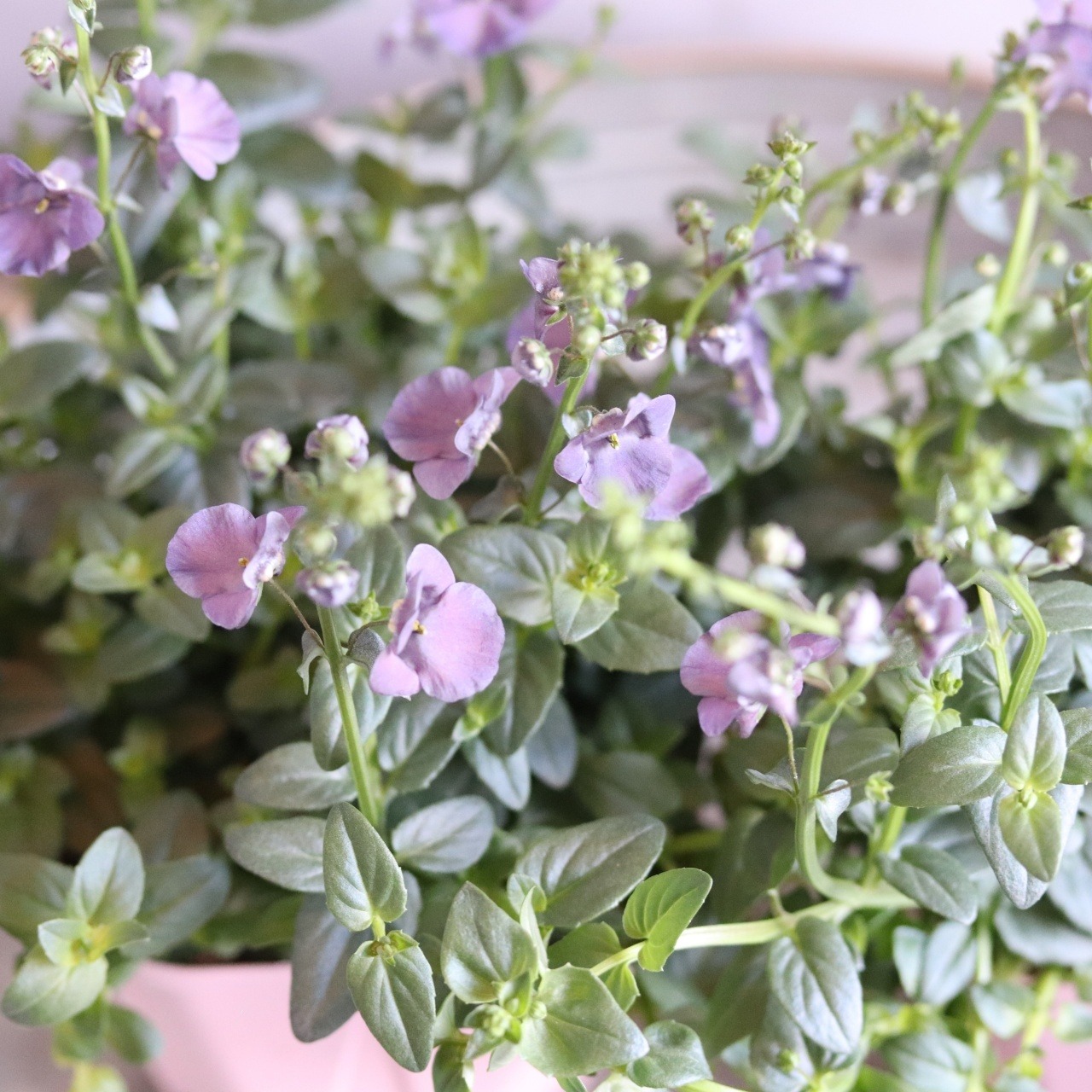 s森さま専用ページ:ディアスシアダンス　デニム　ブルーカラーのお花　宿根草　新色　センスアップ　シャビーシックにオススメ