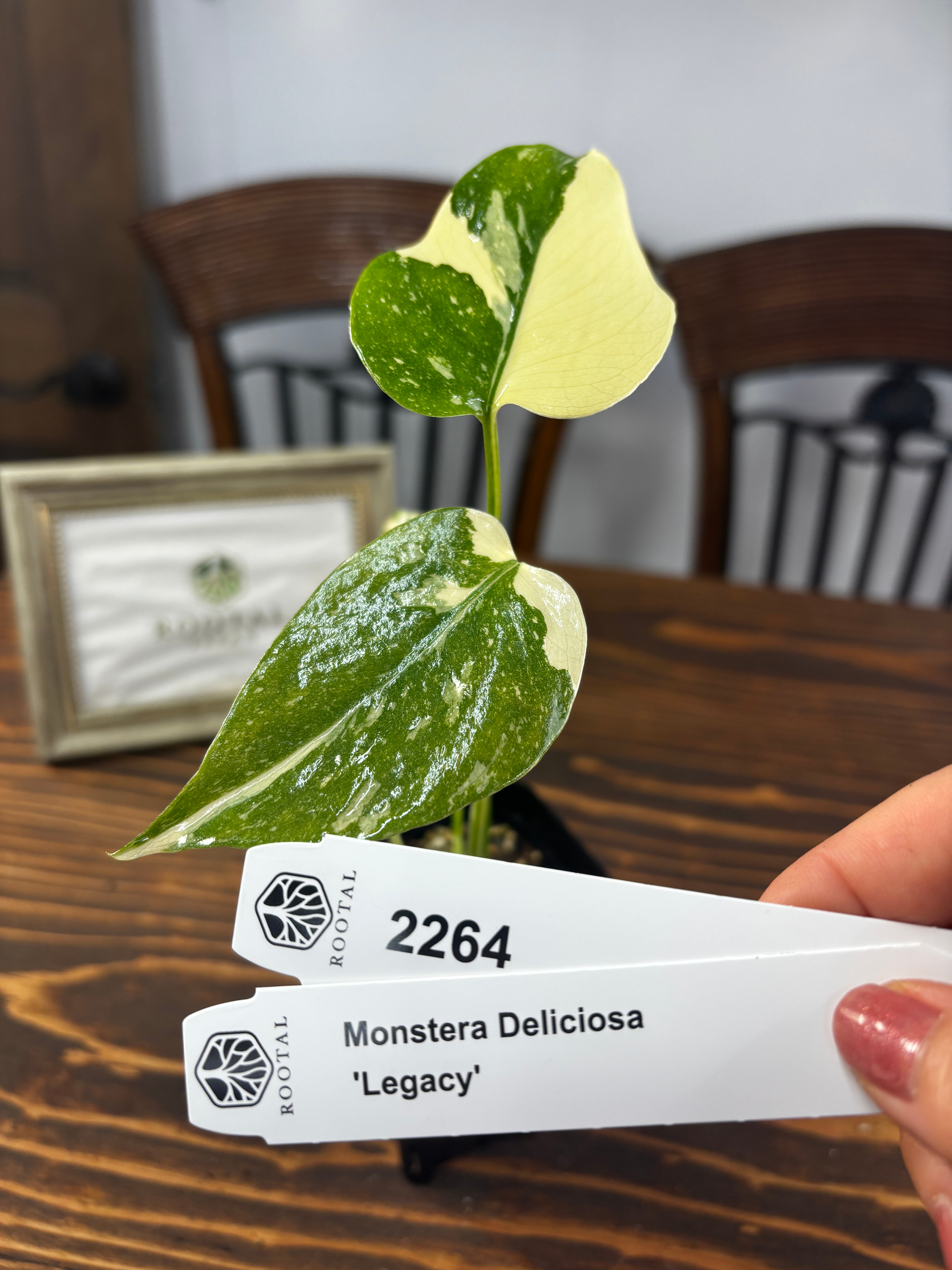 ★2264【超レア!極斑】モンステラ デリシオサ レガシー(2.5号ロング硬質ポット)