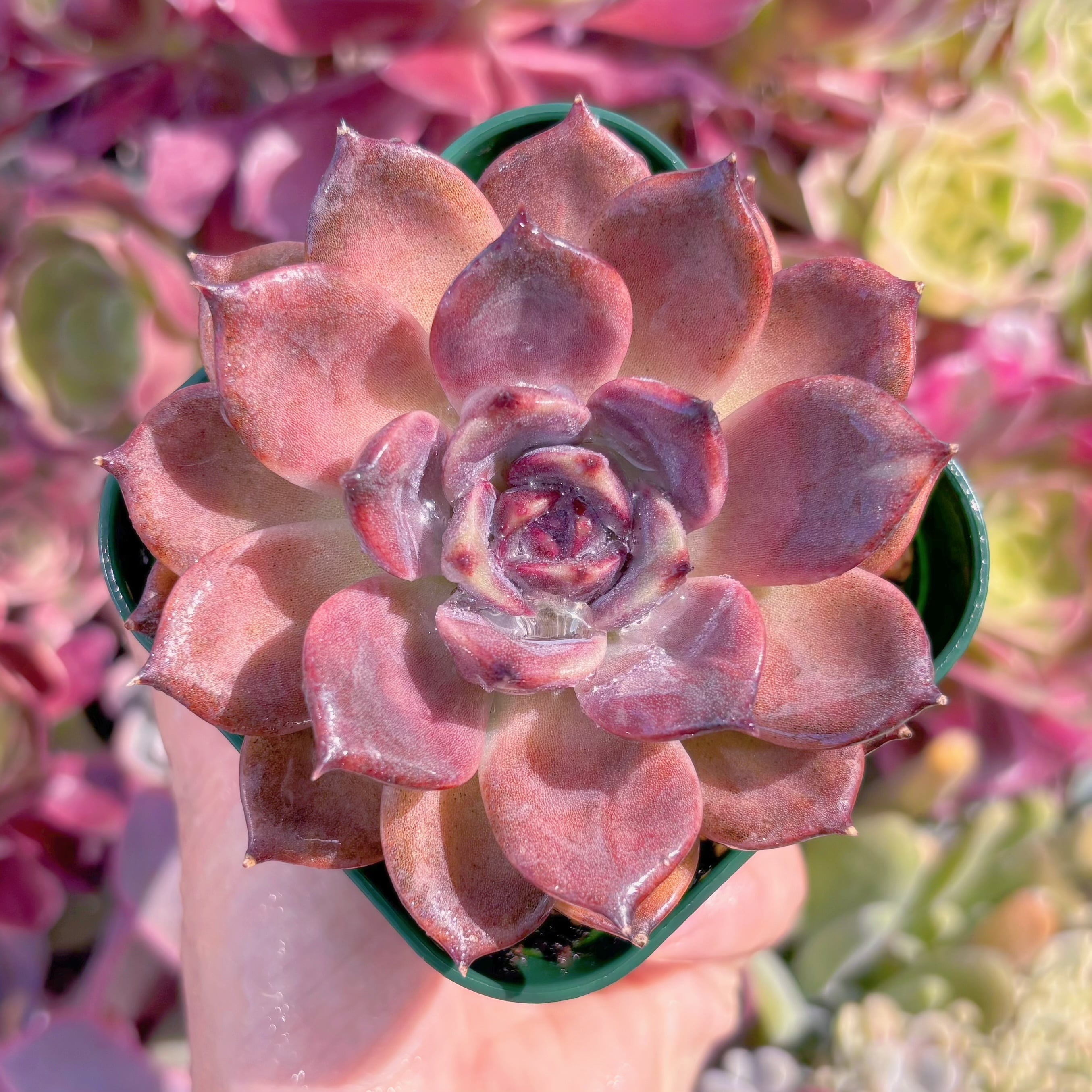 現品　チョコモカ#F245　るる農園