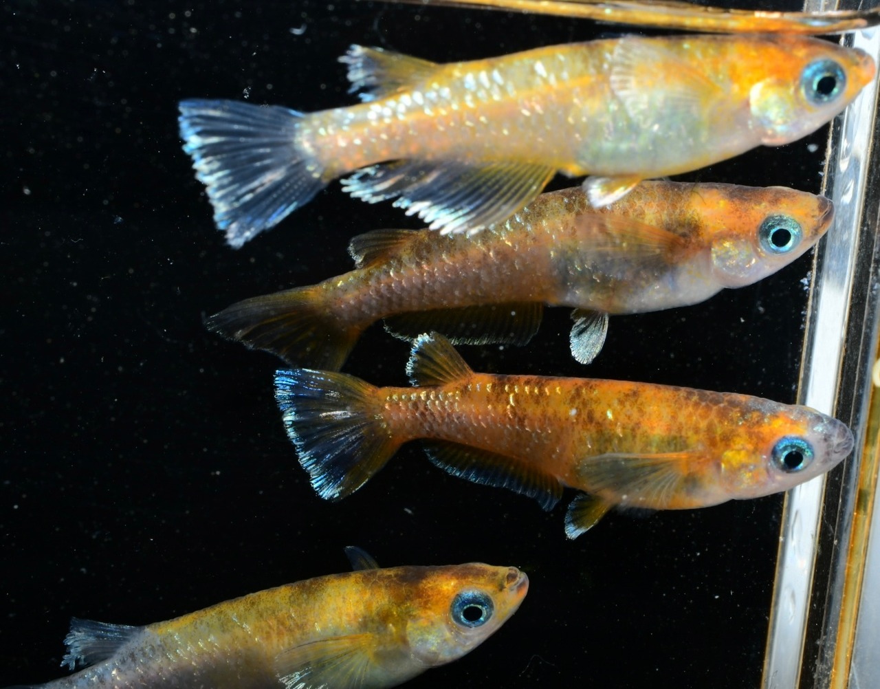 【現物】亜種レッド　3ペア+1  A