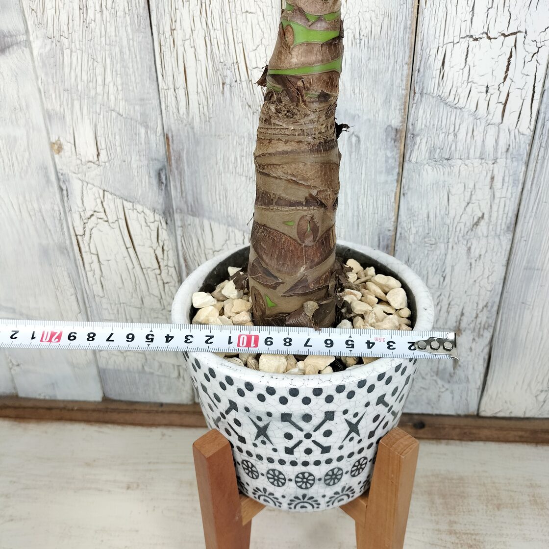 クワズイモ 観葉植物 | PAY ID