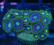 【つきみ堂Breed】MixZoa 7