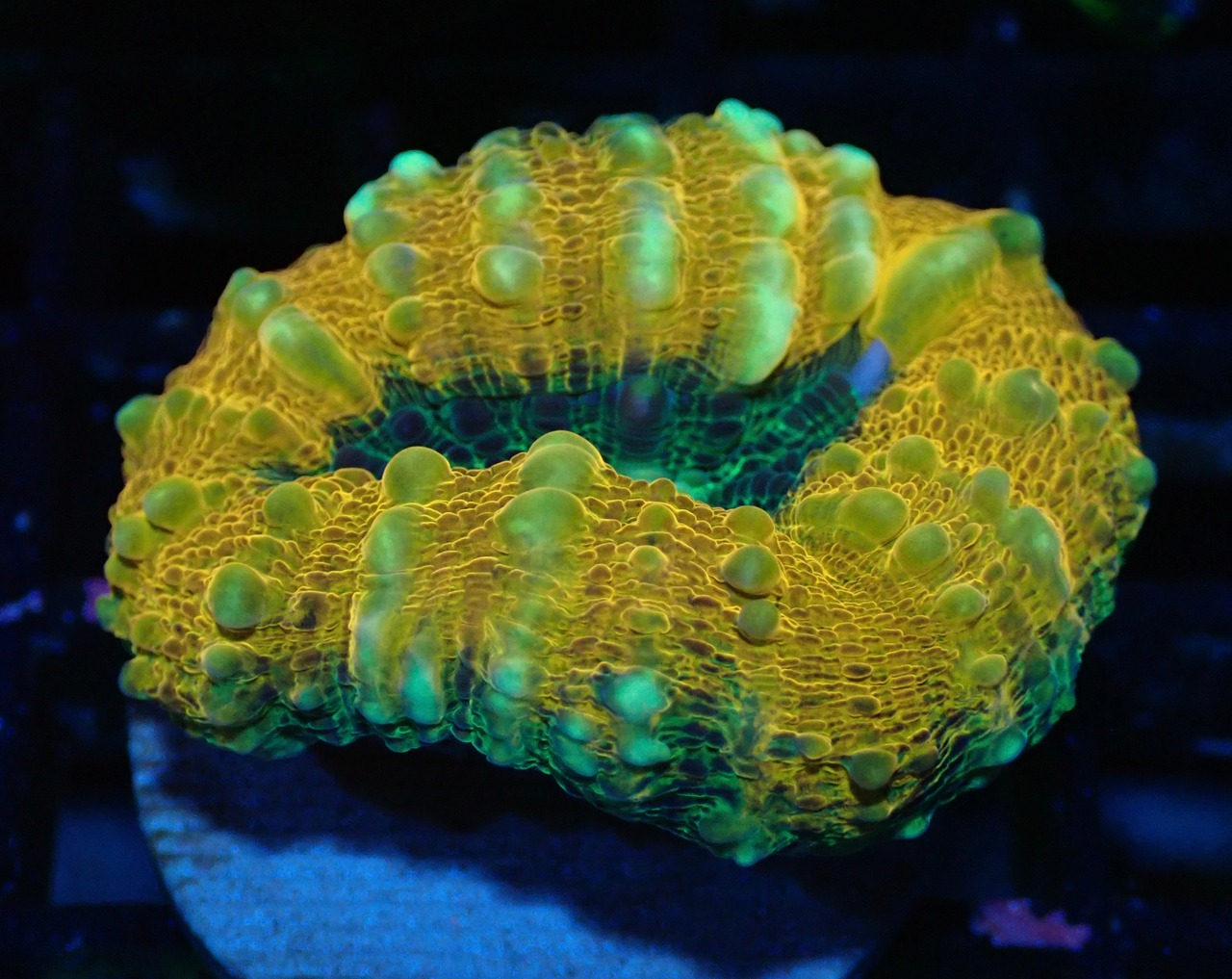 【現地買付】LobophylliaFrag 7