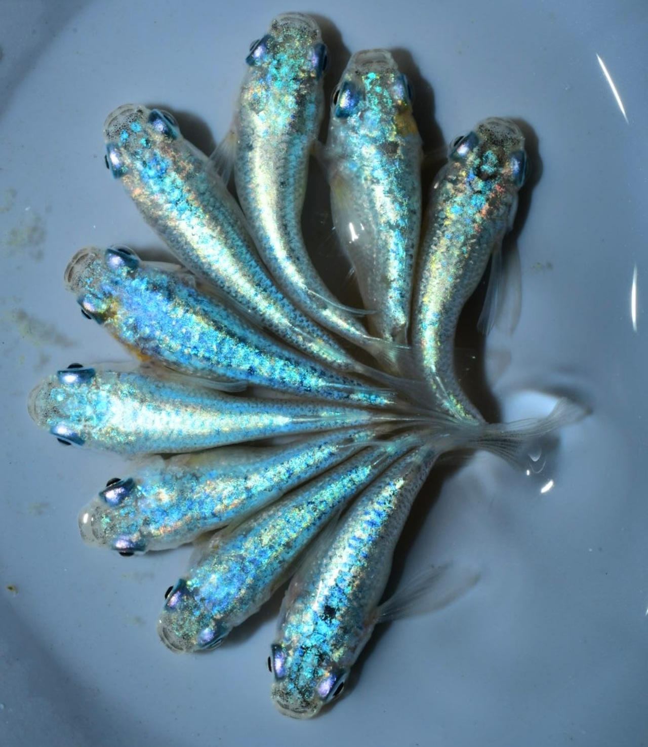 【現物】ネプチューンショート 4ペア+1