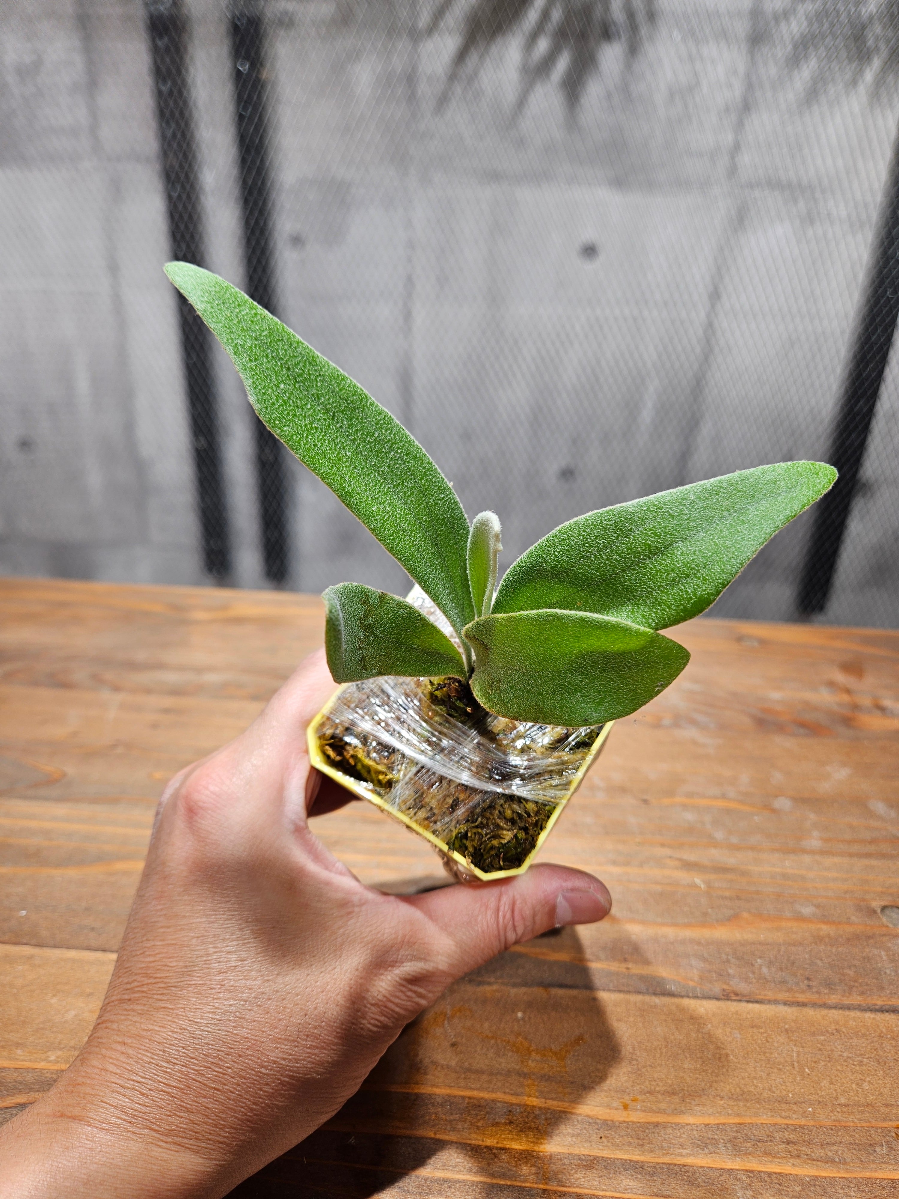 P.veitchii Auburn River × P.willinckii Yellow Moon