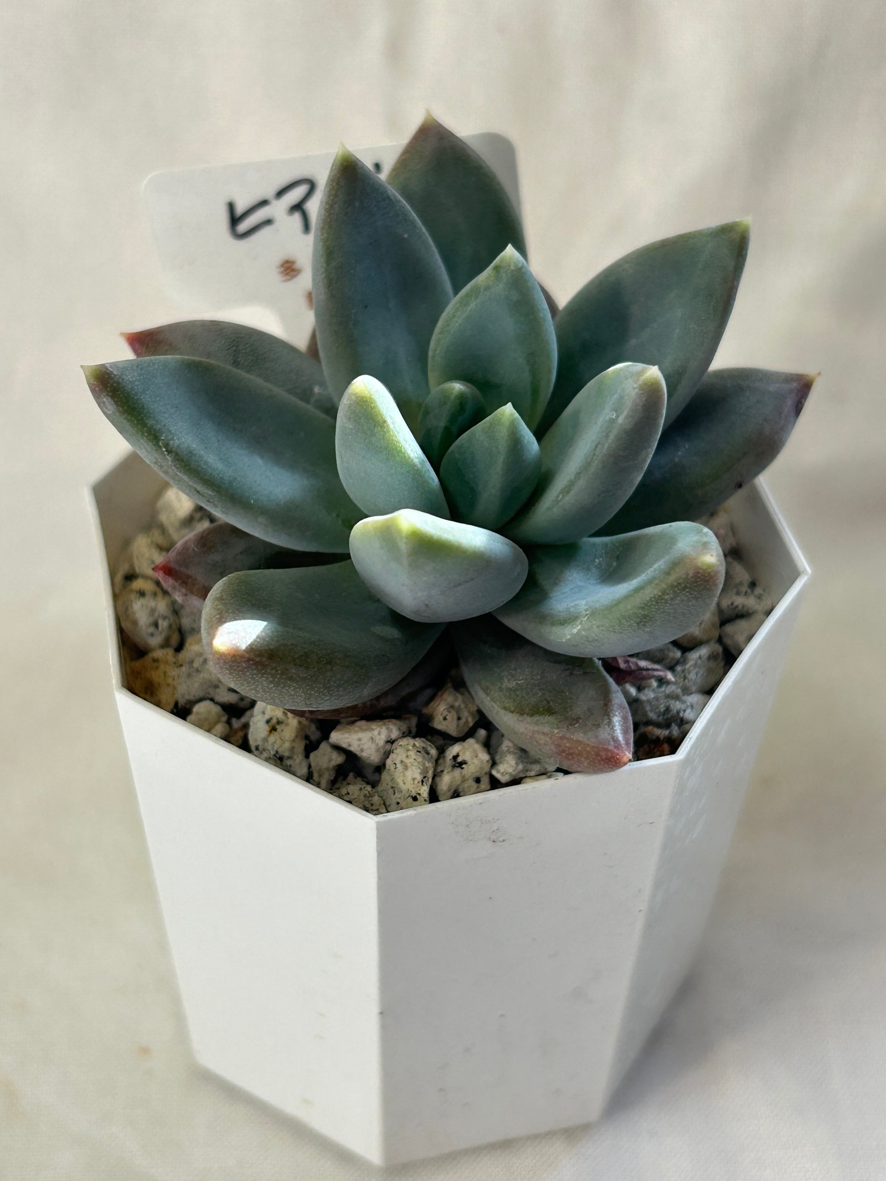 GREEN JAM foliageplant