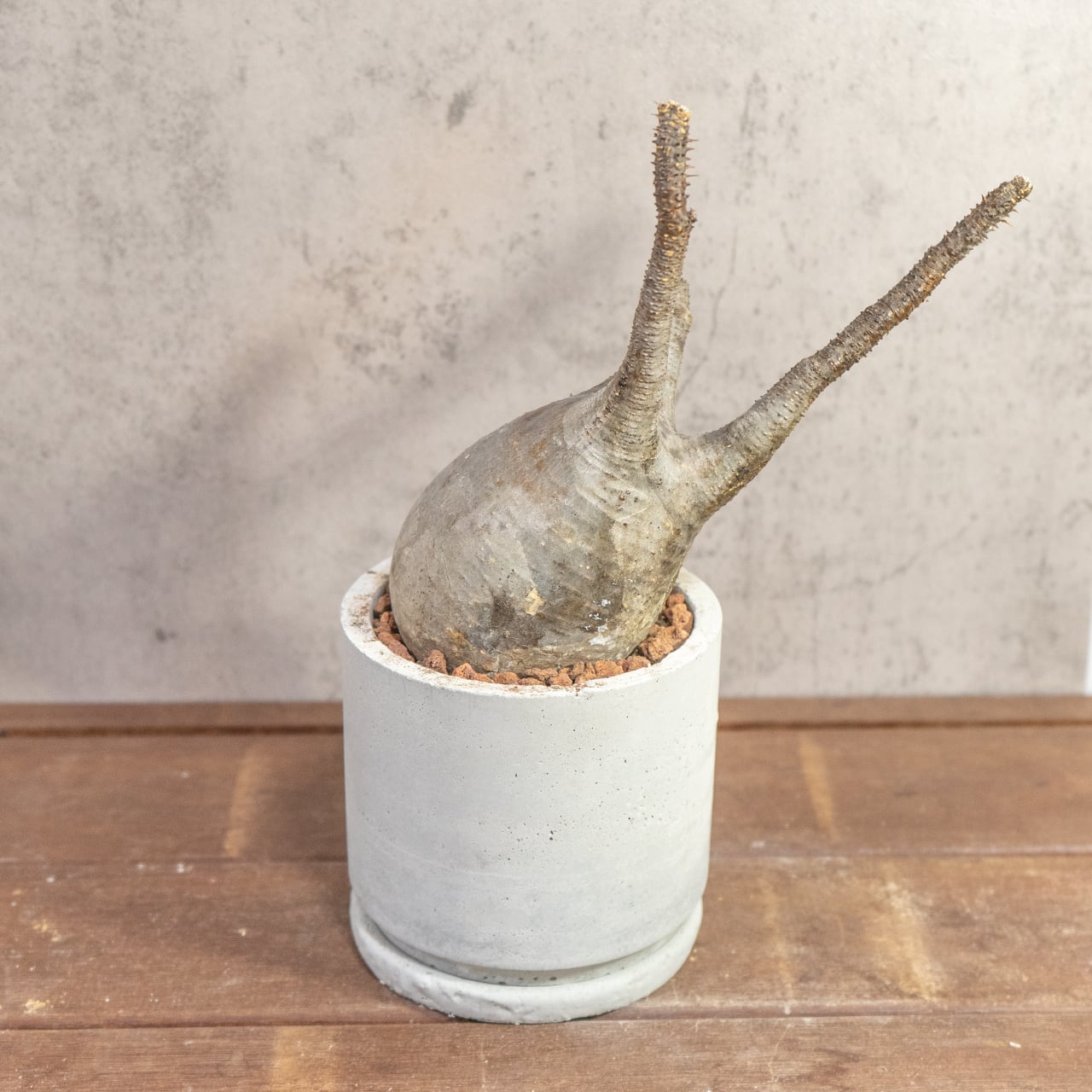 【現物/胴回り32㎝】パキポディウム・グラキリス。根腐れを防ぐ独自配合の用土で、初心者の方でも安心して塊根植物の育成を始められます|虫発生抑制