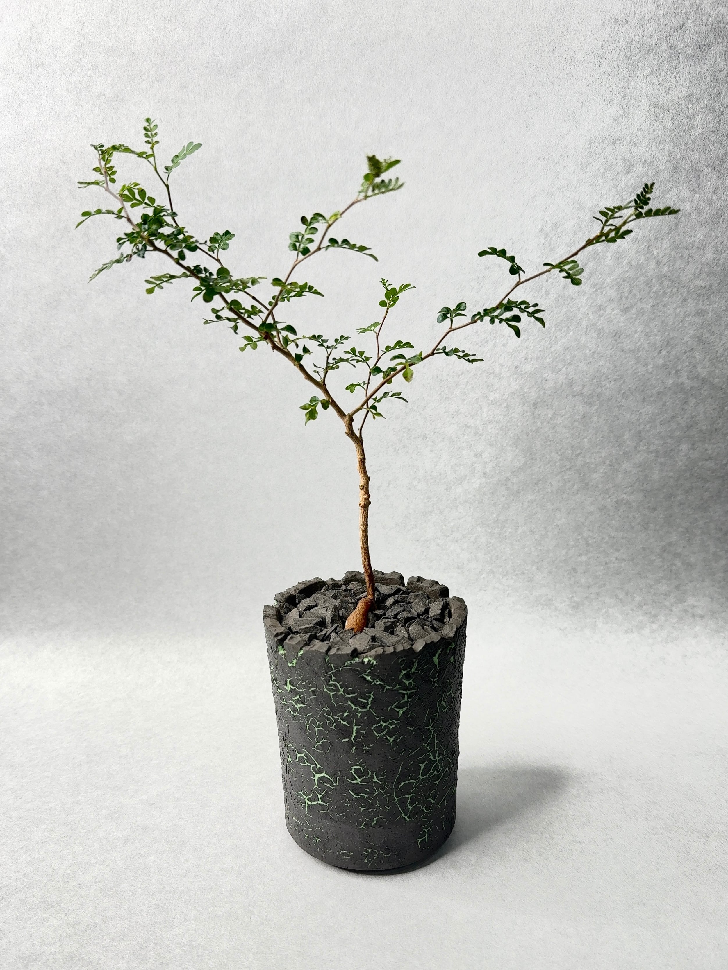 オペルクリカリア・パキプス