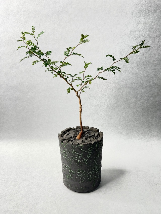 オペルクリカリア・パキプス