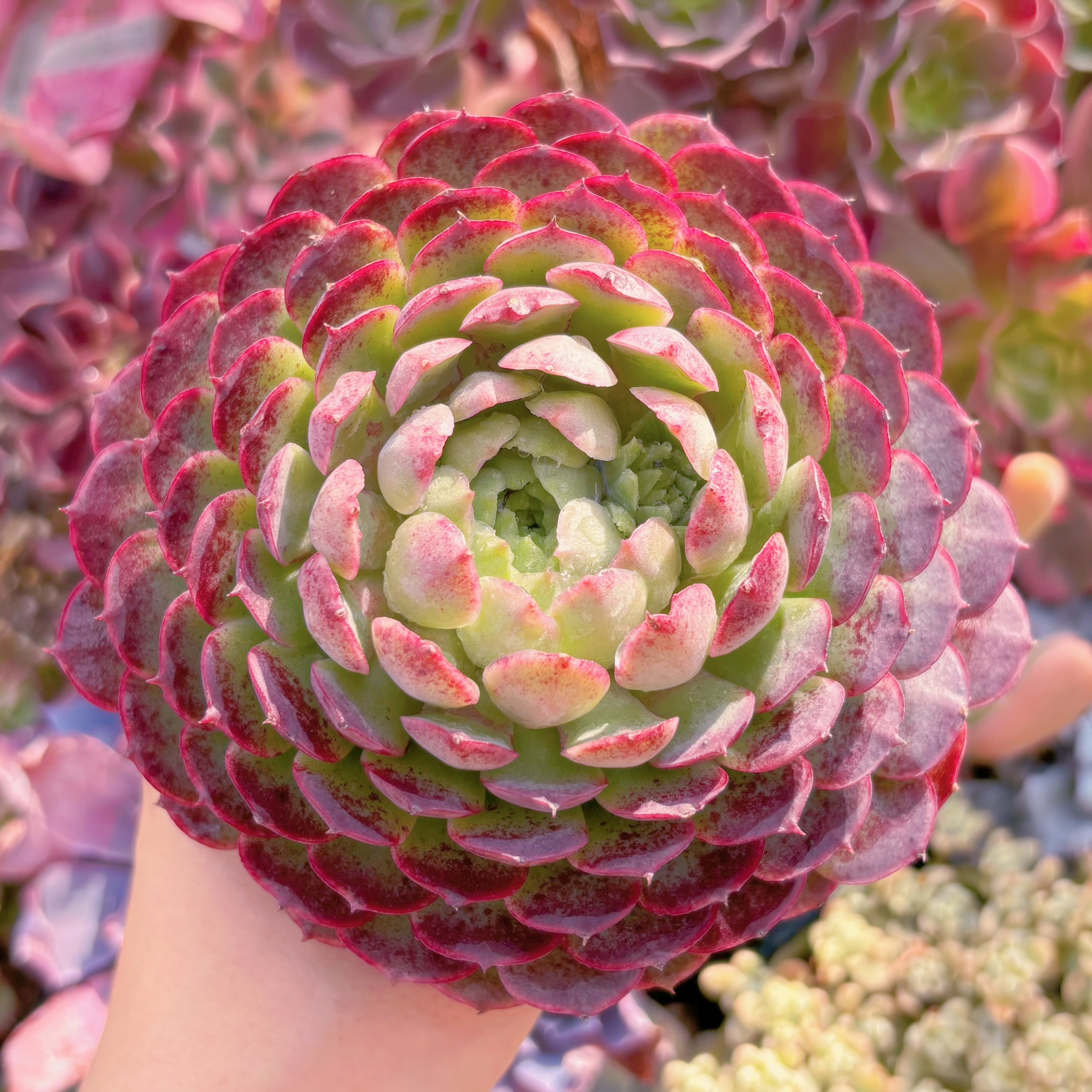 多肉植物　朱砂痣　大苗　新入荷　るる農園