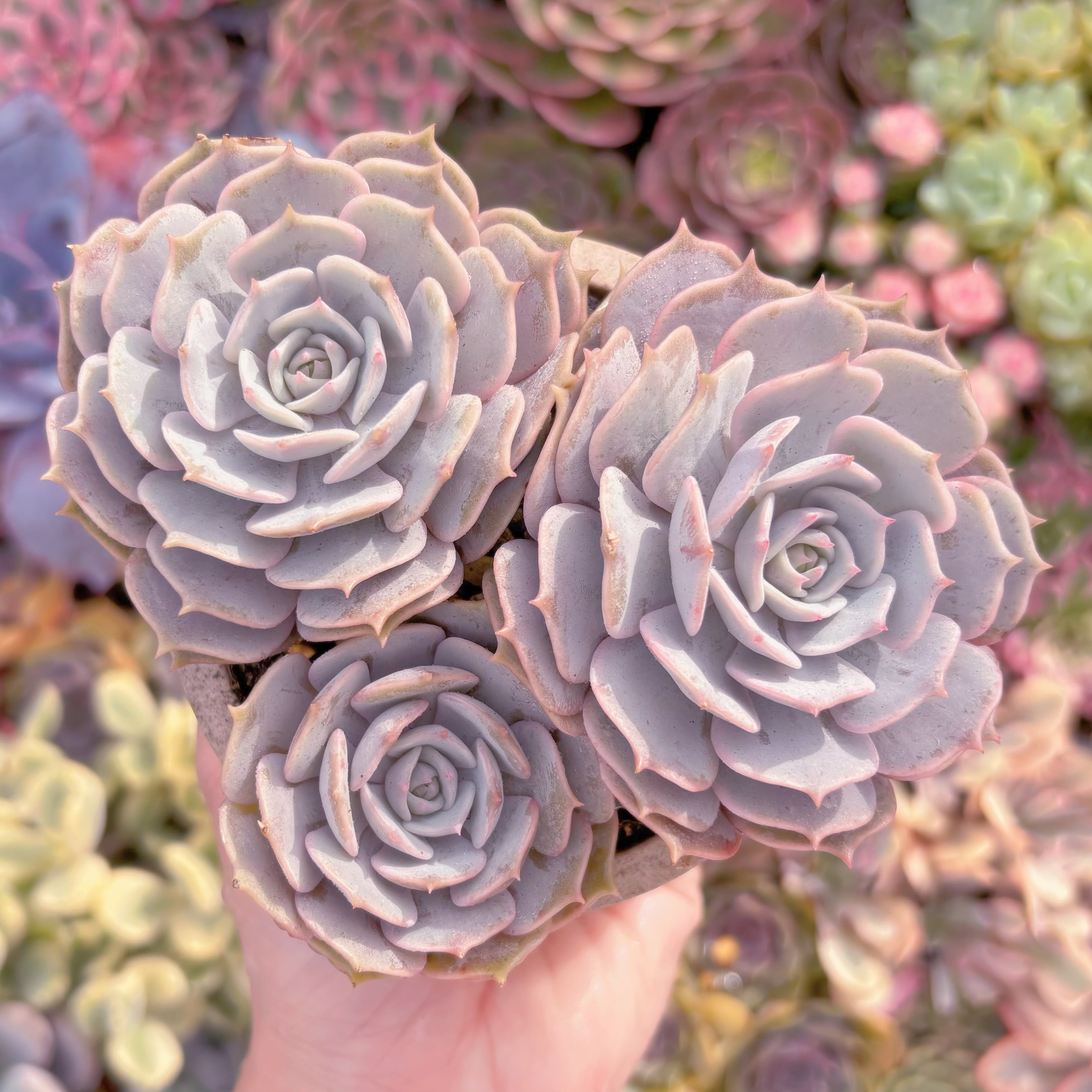 現品　ローラ#A070　群生　新入荷　るる農園