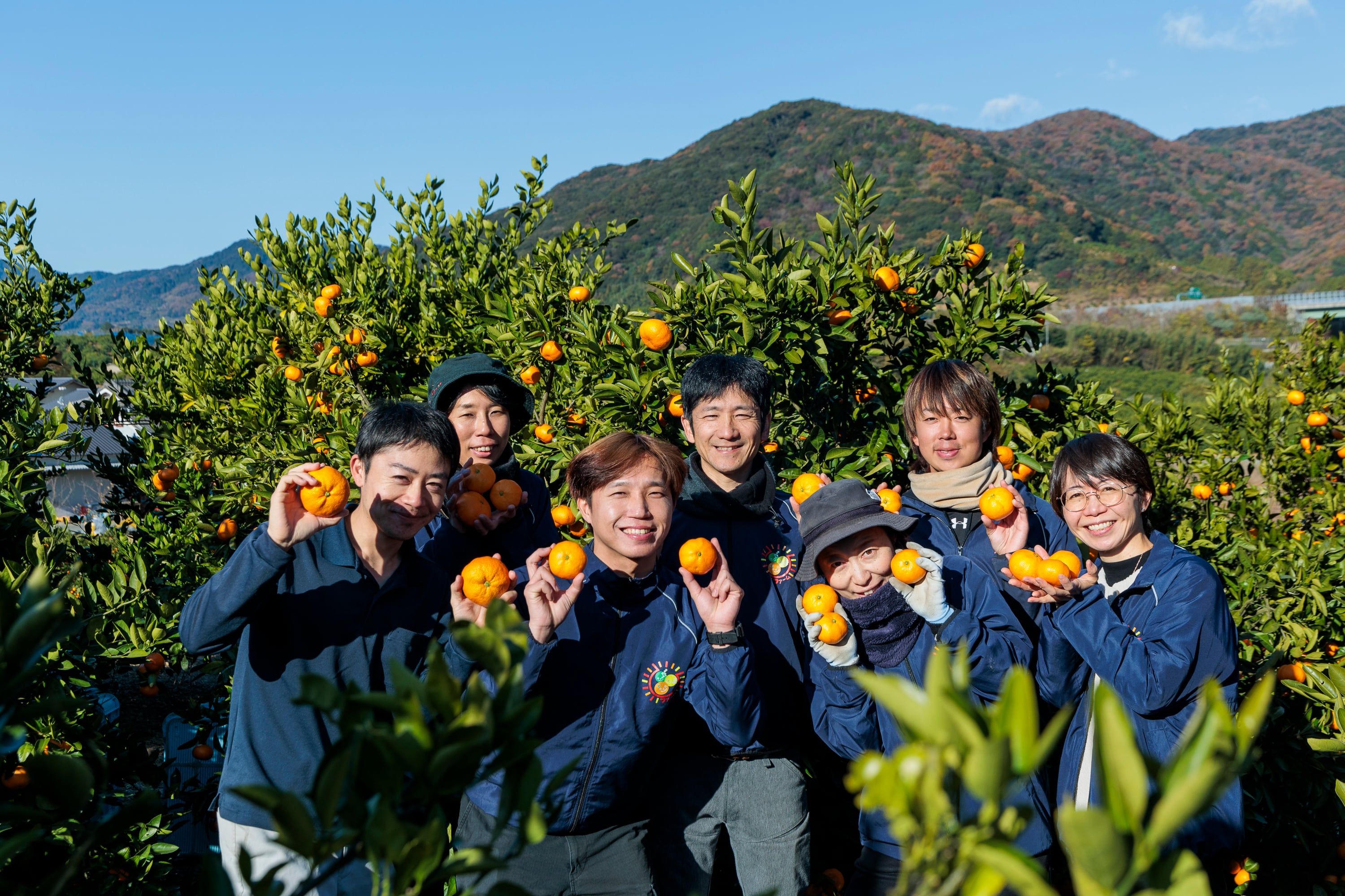 果汁たっぷりでしっとりとした食感 陽だまりファーム 三ヶ日みかん