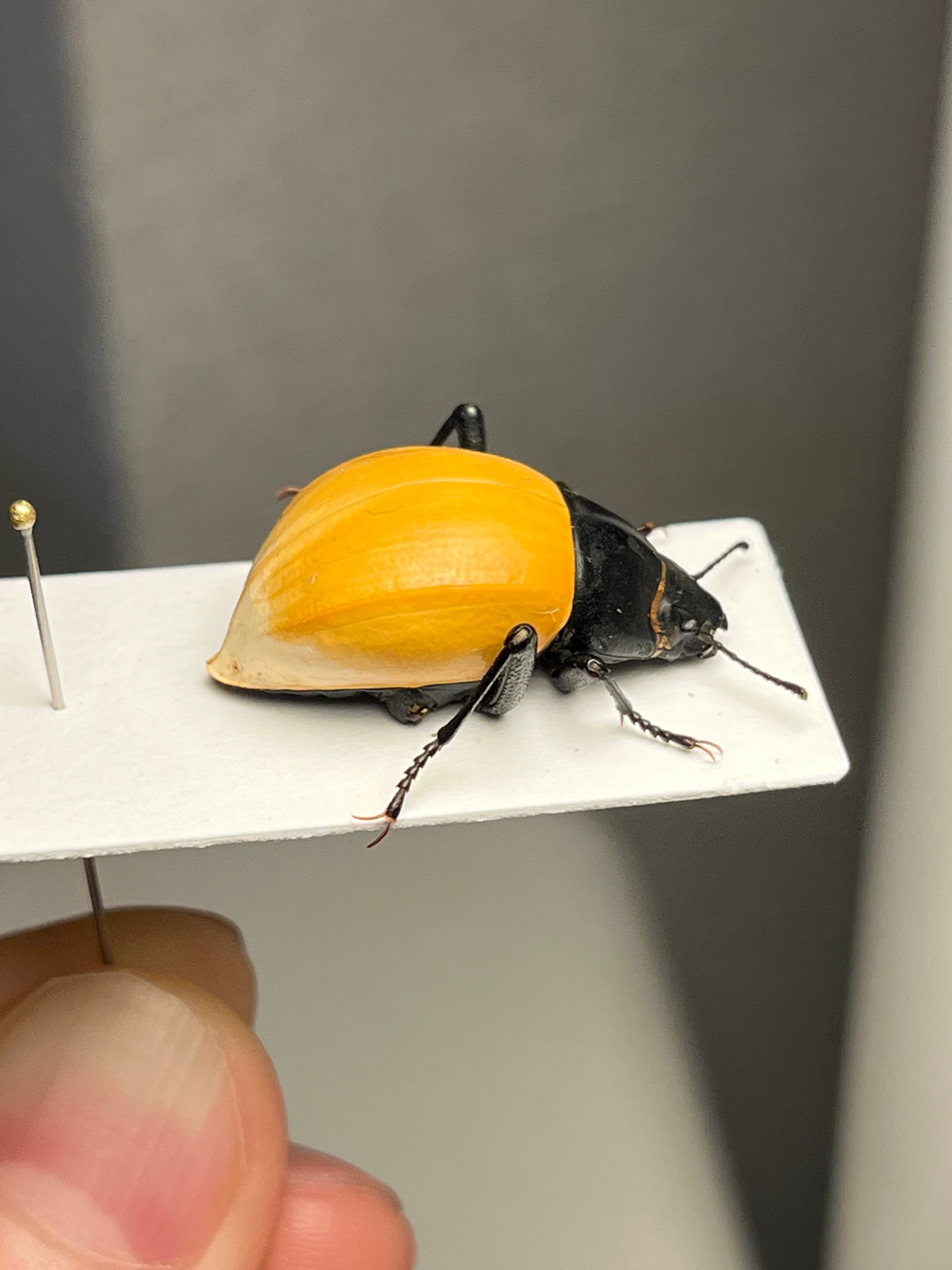 キリアツメゴミムシダマシ 橙 標本 キリアツメゴミムシダマシ