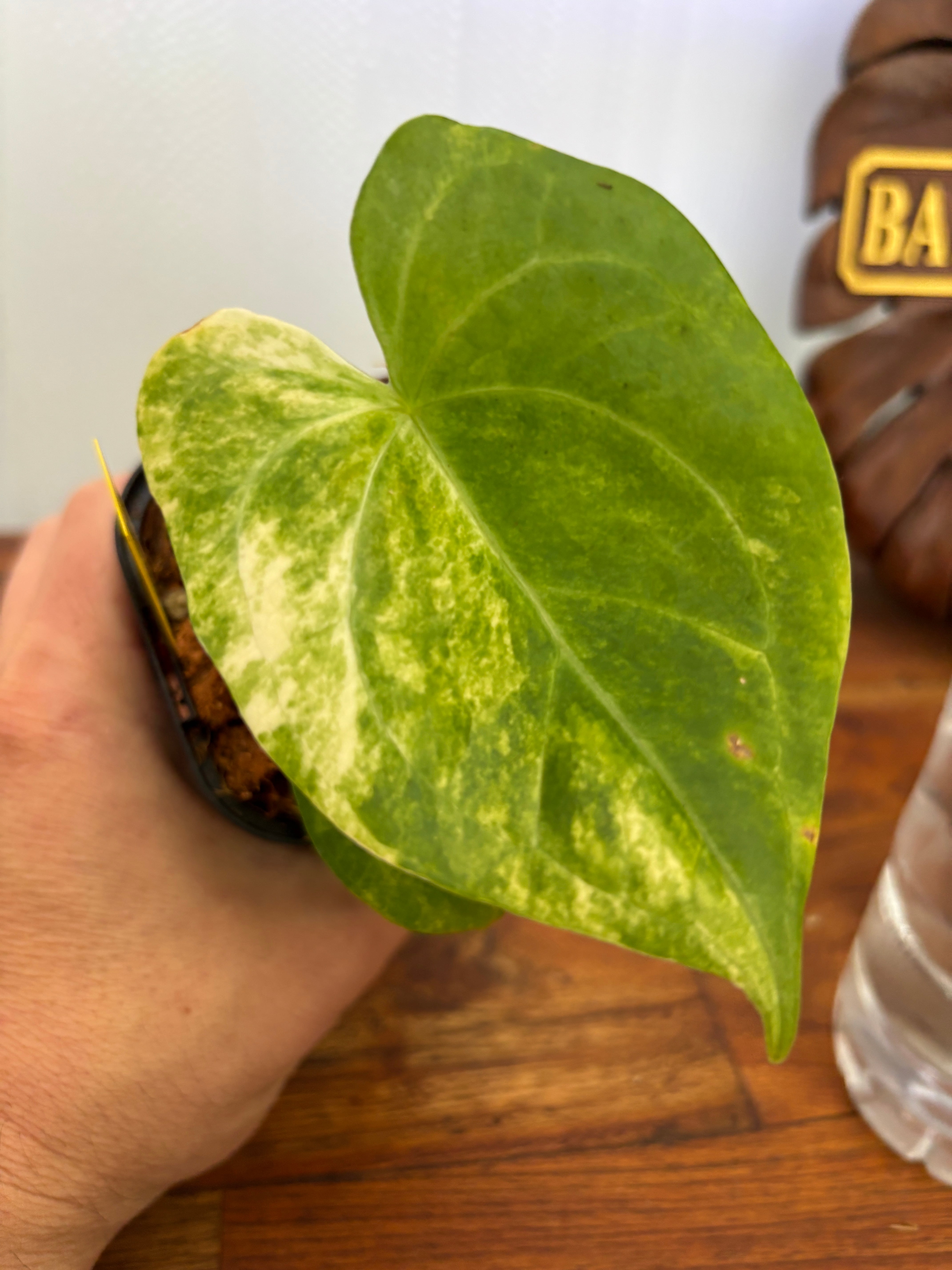 Anthurium | BALI-AN 園芸