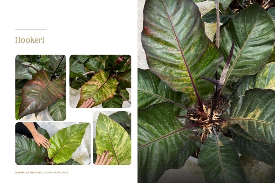 Anthurium Hookeri Sweeta Pink Polkadot ② FOR SALE ‼️ Meet this