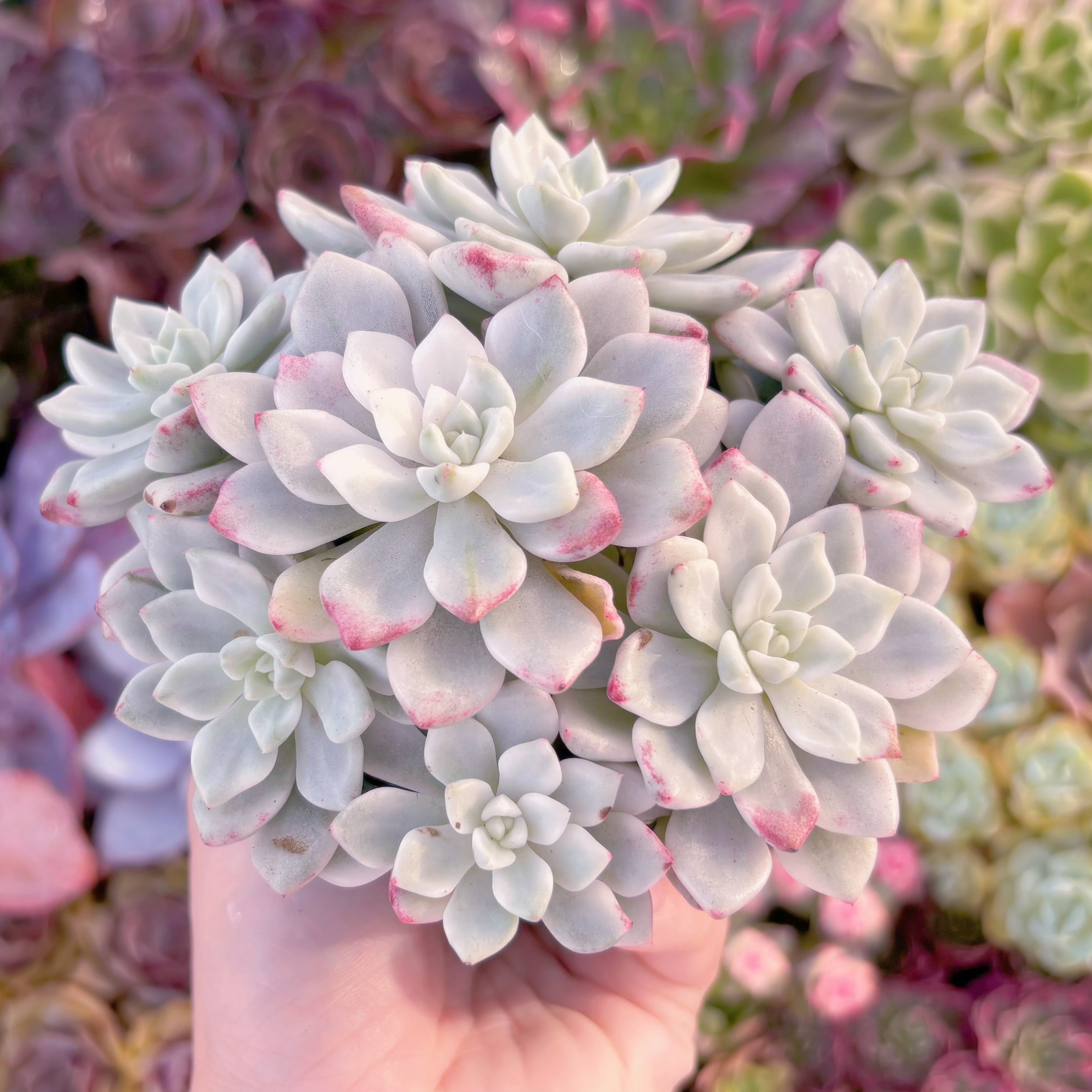 現品　雪の女王錦#F044　群生　るる農園