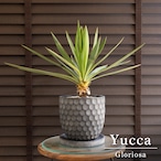 ユッカ グロリオサ Yucca Gloriosa 幹立ち 5号 陶器鉢 アツバキミガヨラン 0613NV