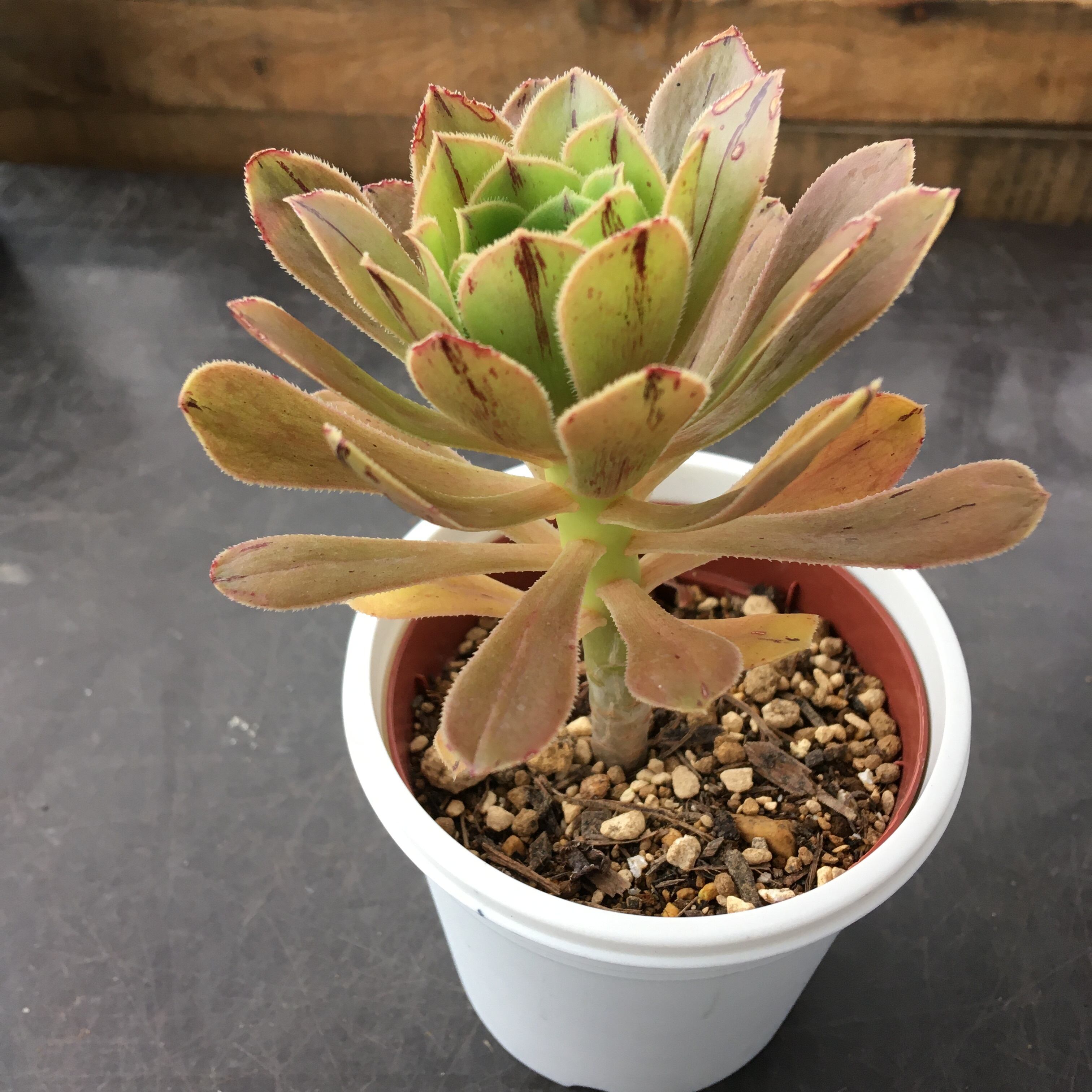 艶姿 アエオニウム | RuPo 多肉植物専門店