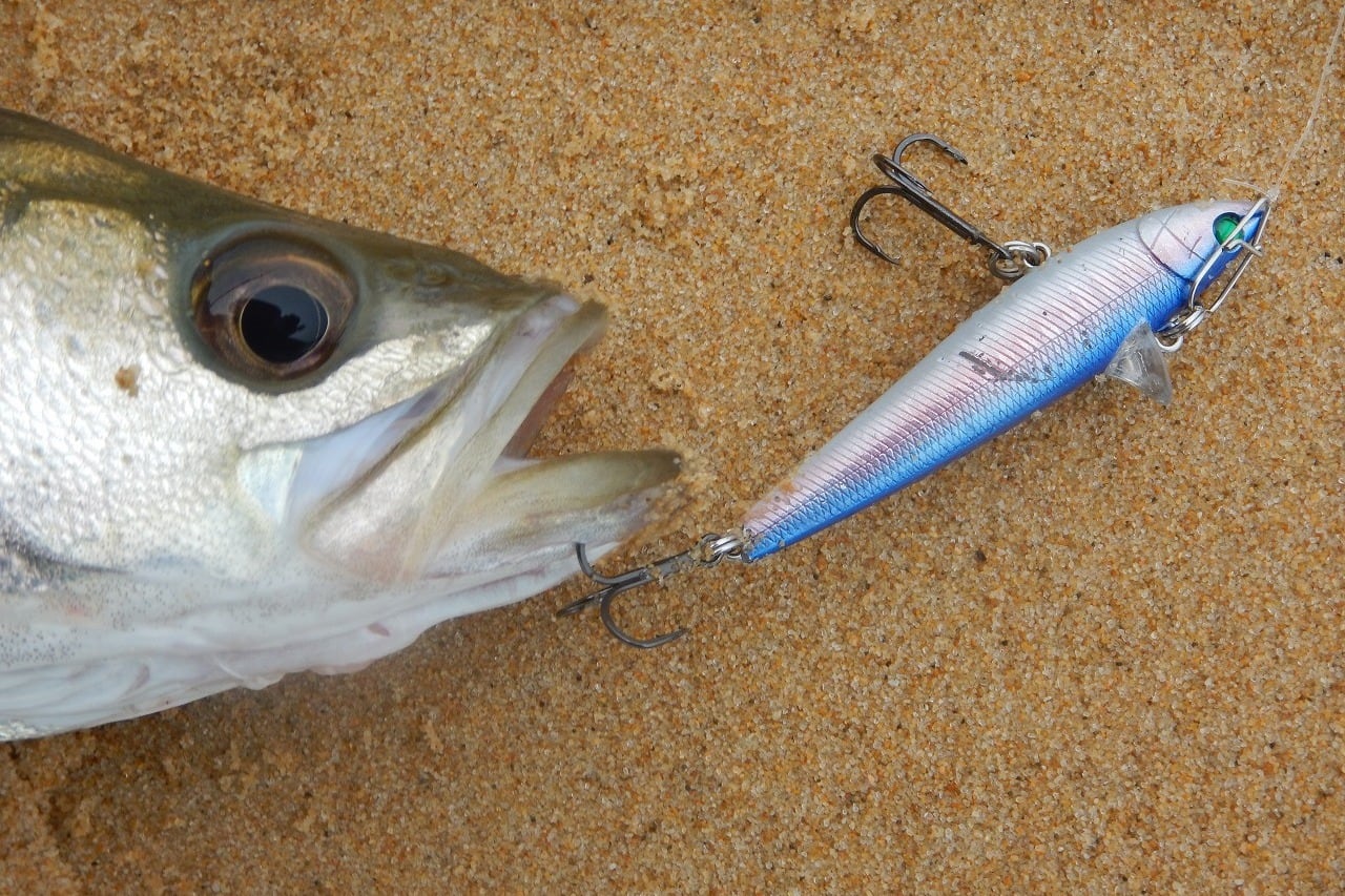 Rb-77S マットバナナチャート 4個セット | スーパーバリューフィッシング