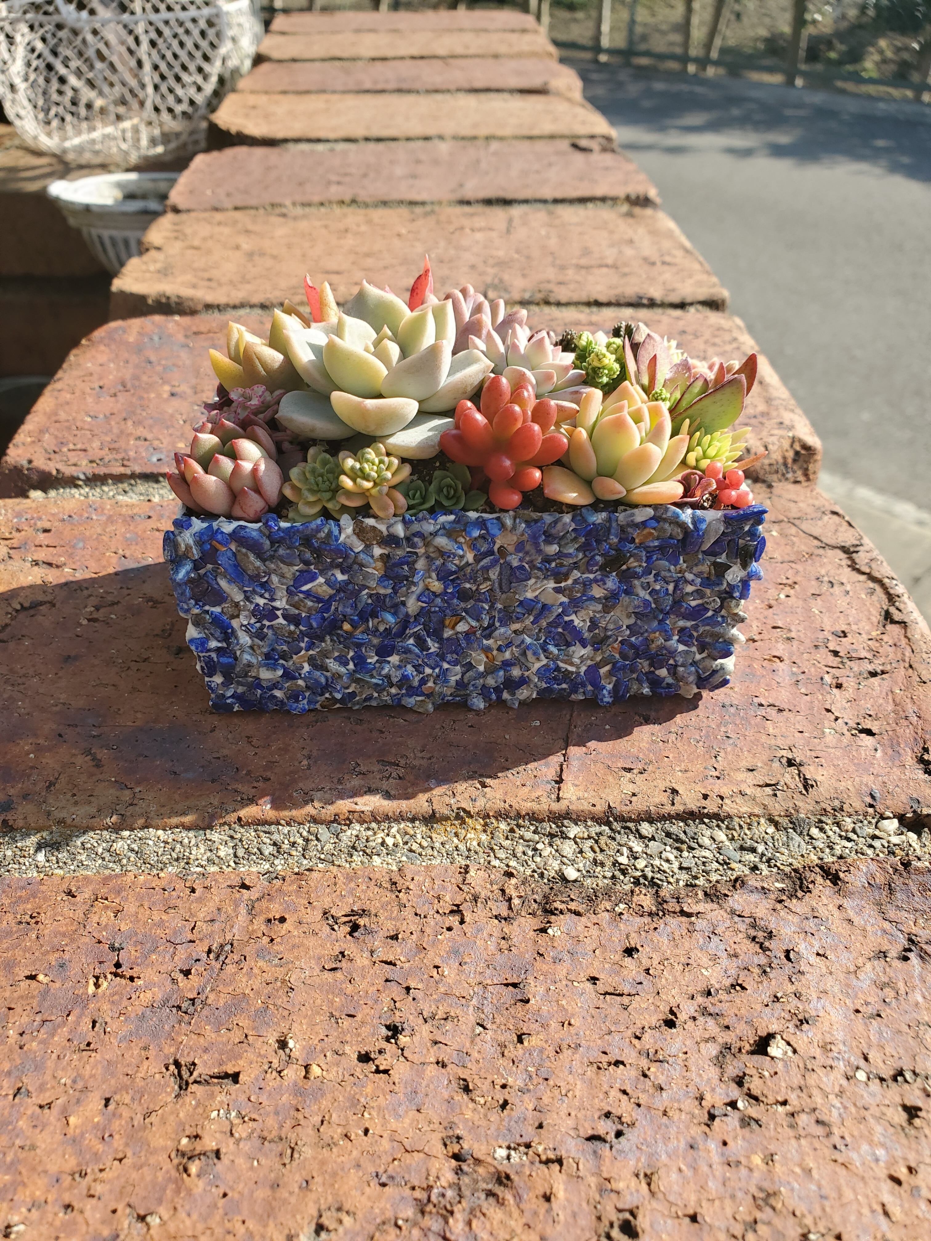 送料無料 そのまま飾れる多肉植物寄せ植え 多肉屋 Maroco