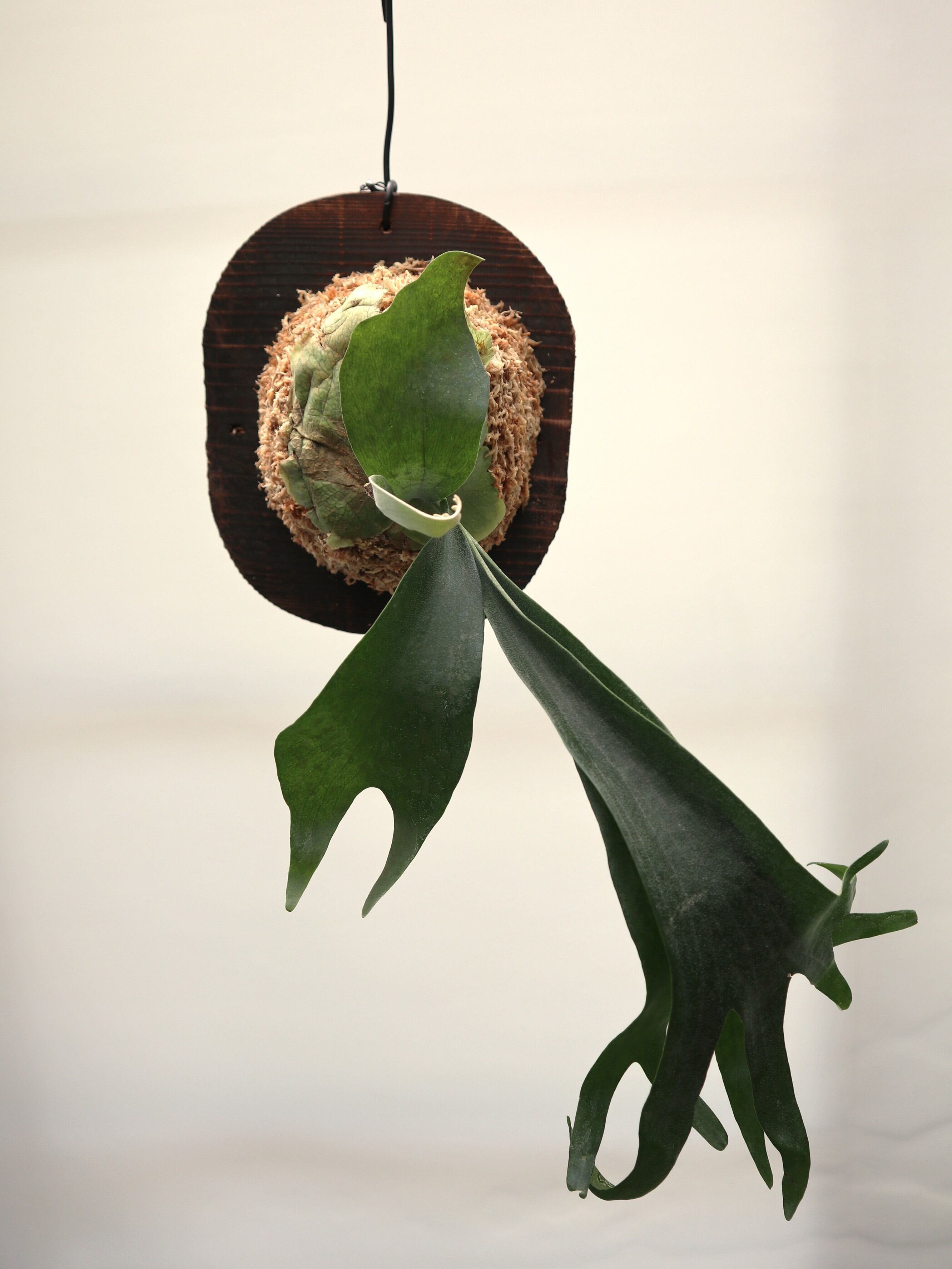 専用 ビカクシダ クモクモ ALL ITEM | Plants.Links ビカクシダ