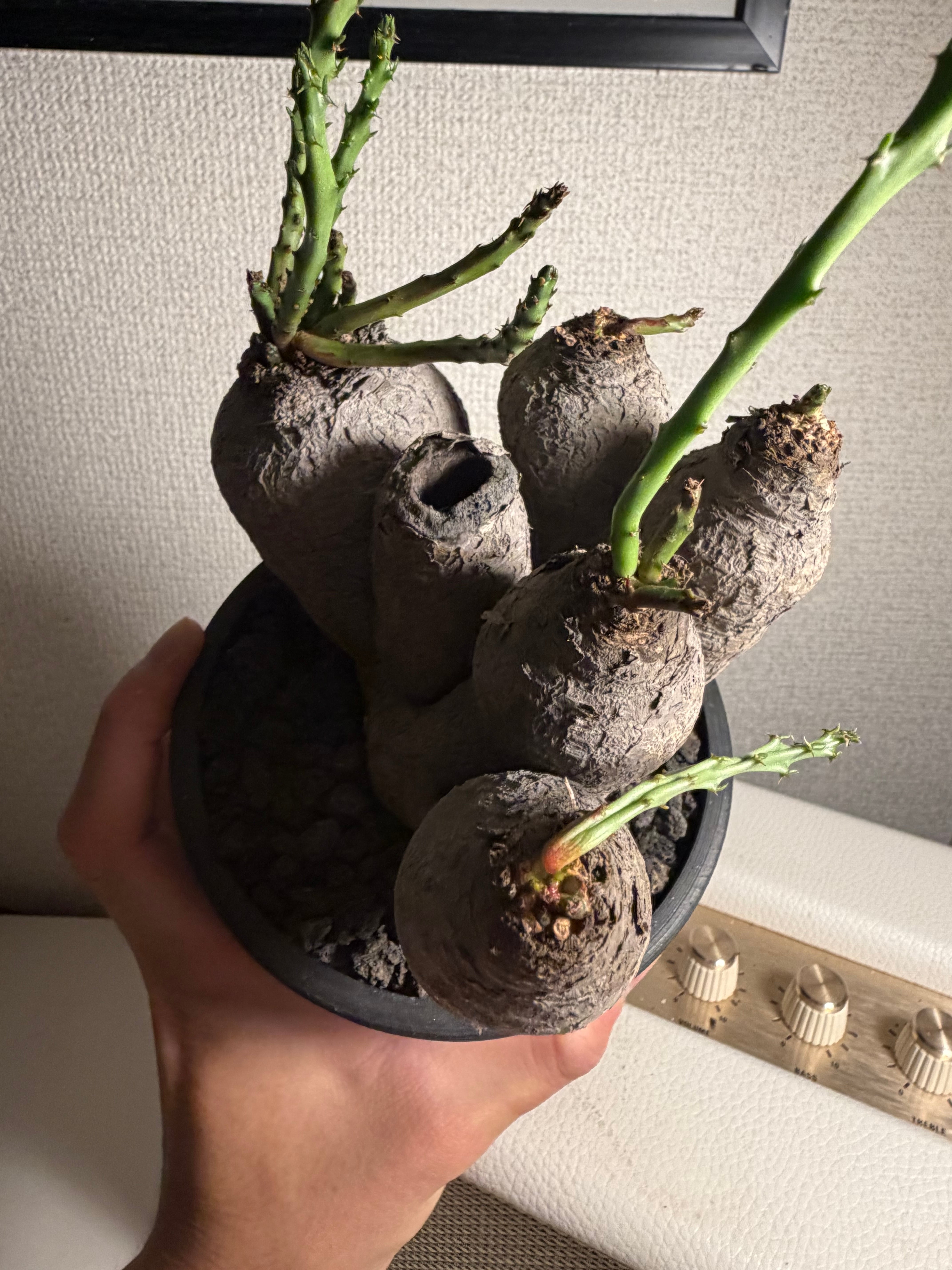 蓬莱島】ユーフォルビア・デシドゥア（Euphorbia decidua） クラビゲラ