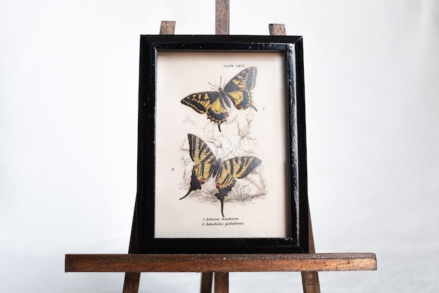 ちいさな博物画-Papilio machaon(キアゲハ)