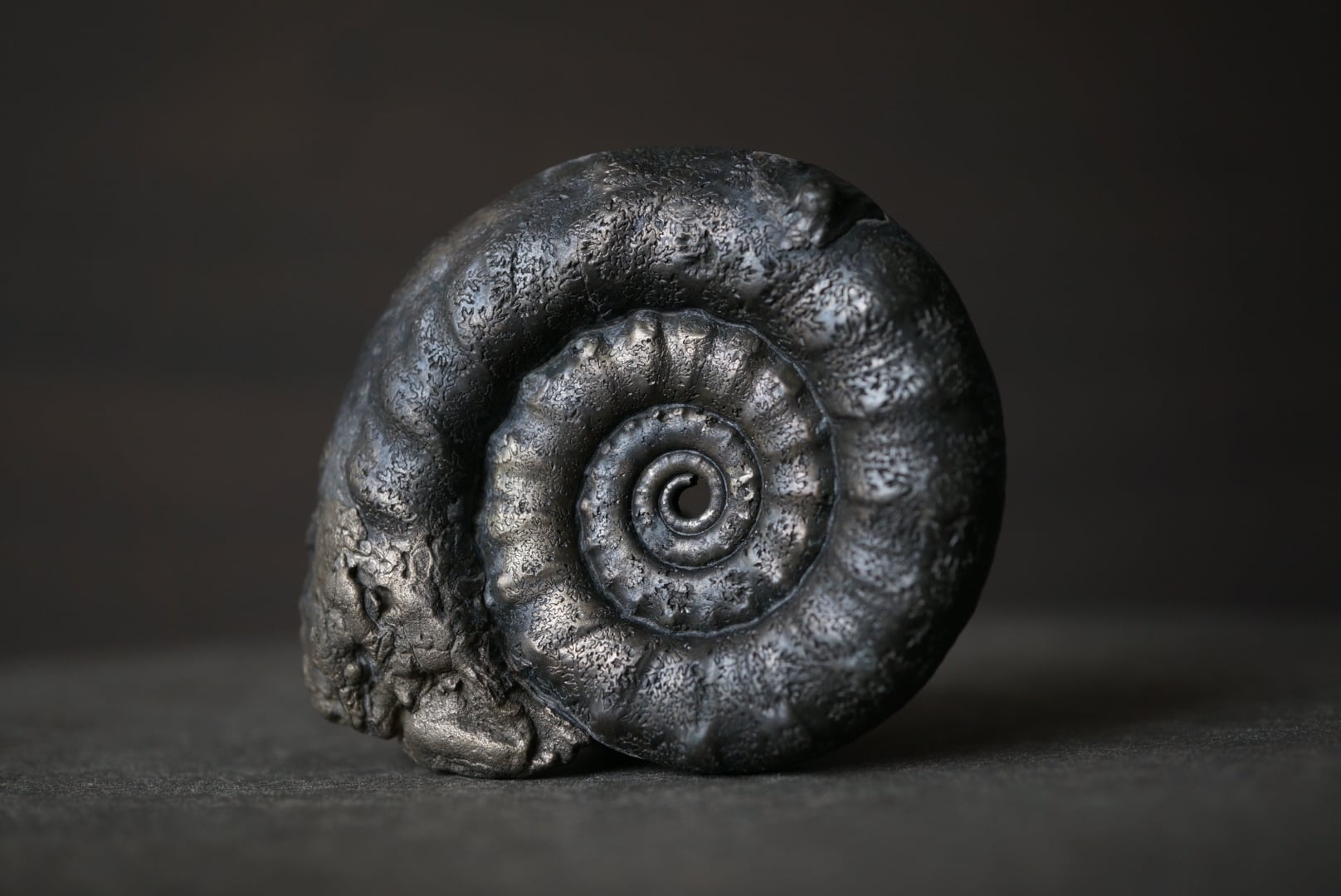 イギリス産黄鉄鉱化アンモナイト Pyritized Ammonite 1899 | 叙景 jokei