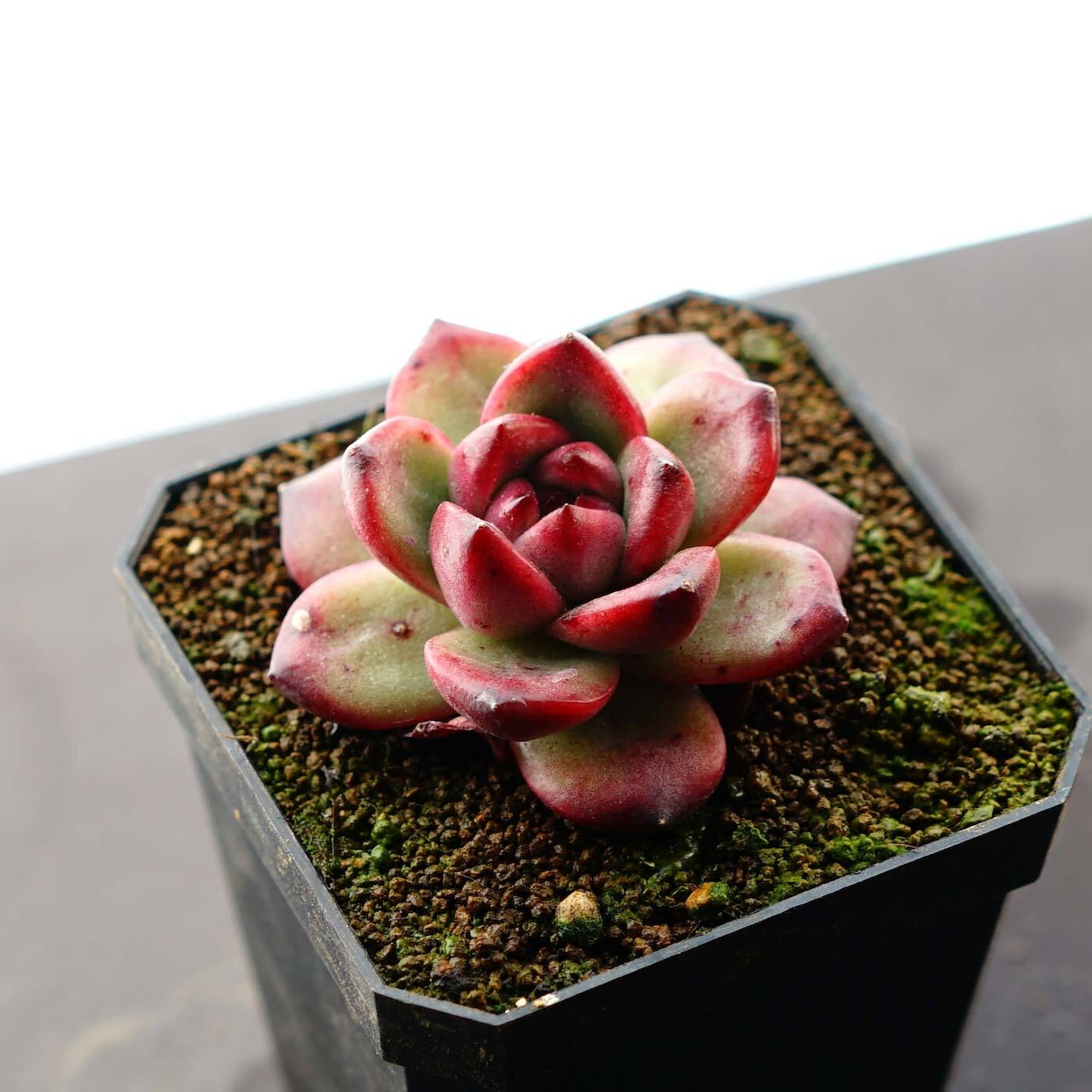 抜き苗 TM Echeveria 'TM'