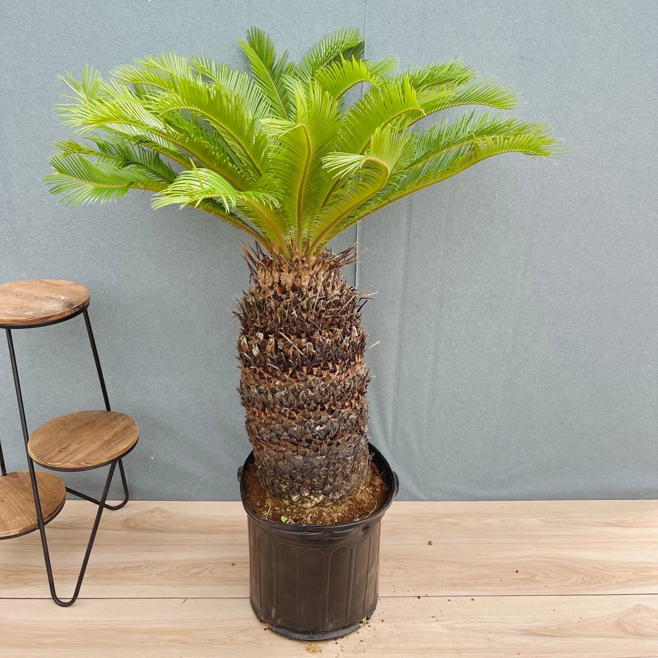現品］【希少】1番 ドラセナ ドラコ 竜血樹 8号 観葉植物 レア 室内