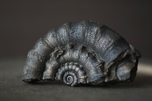 イギリス産黄鉄鉱化アンモナイト  Pyritized Ammonite 2313