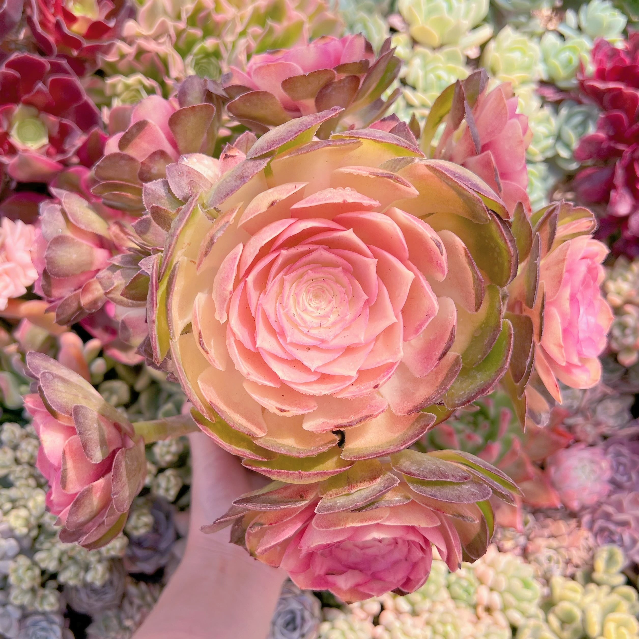 現品　ハロウィン白錦#757   特大群生　新入荷　るる農園