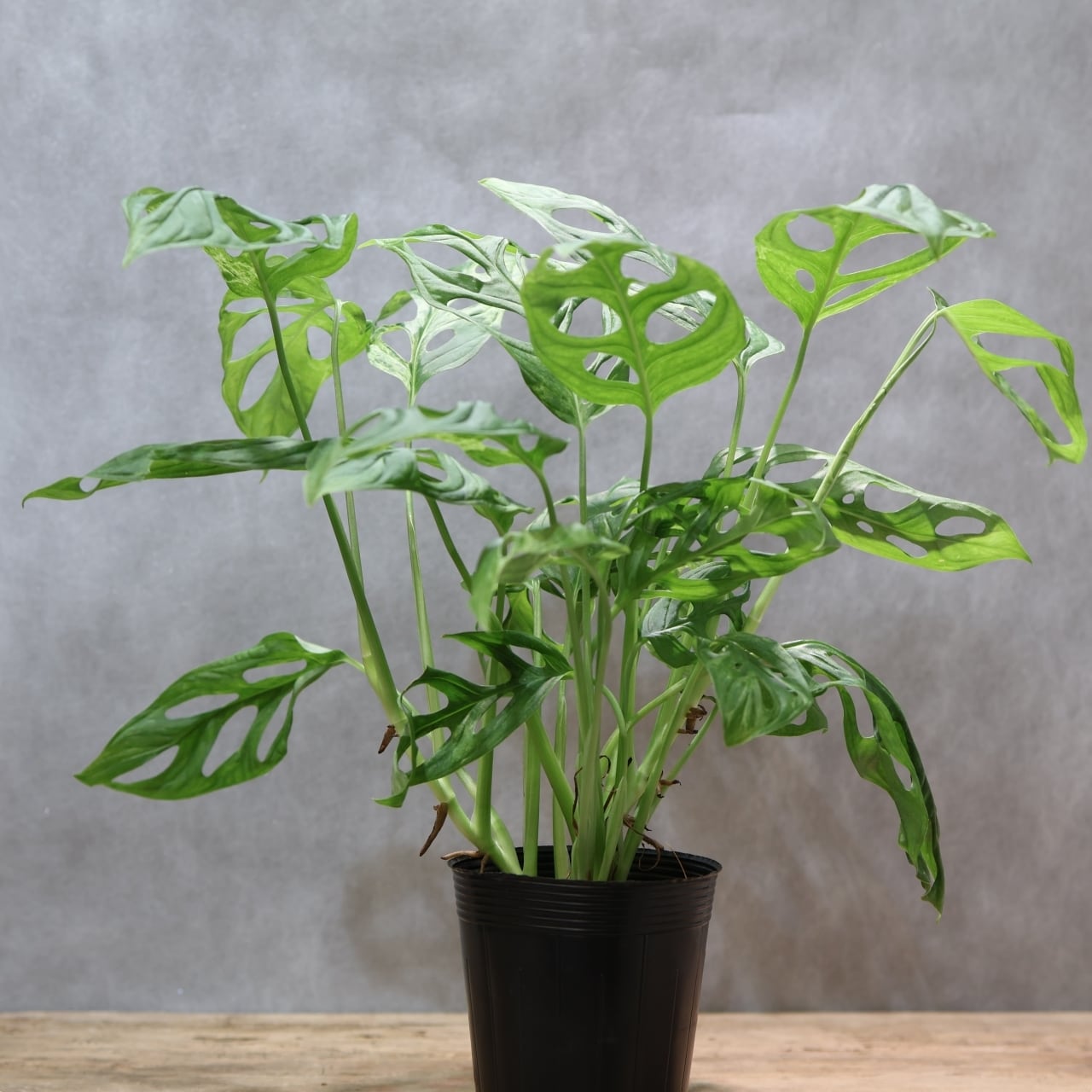 334 にじむような白、溶け合うミント斑『モンステラ アダンソニー